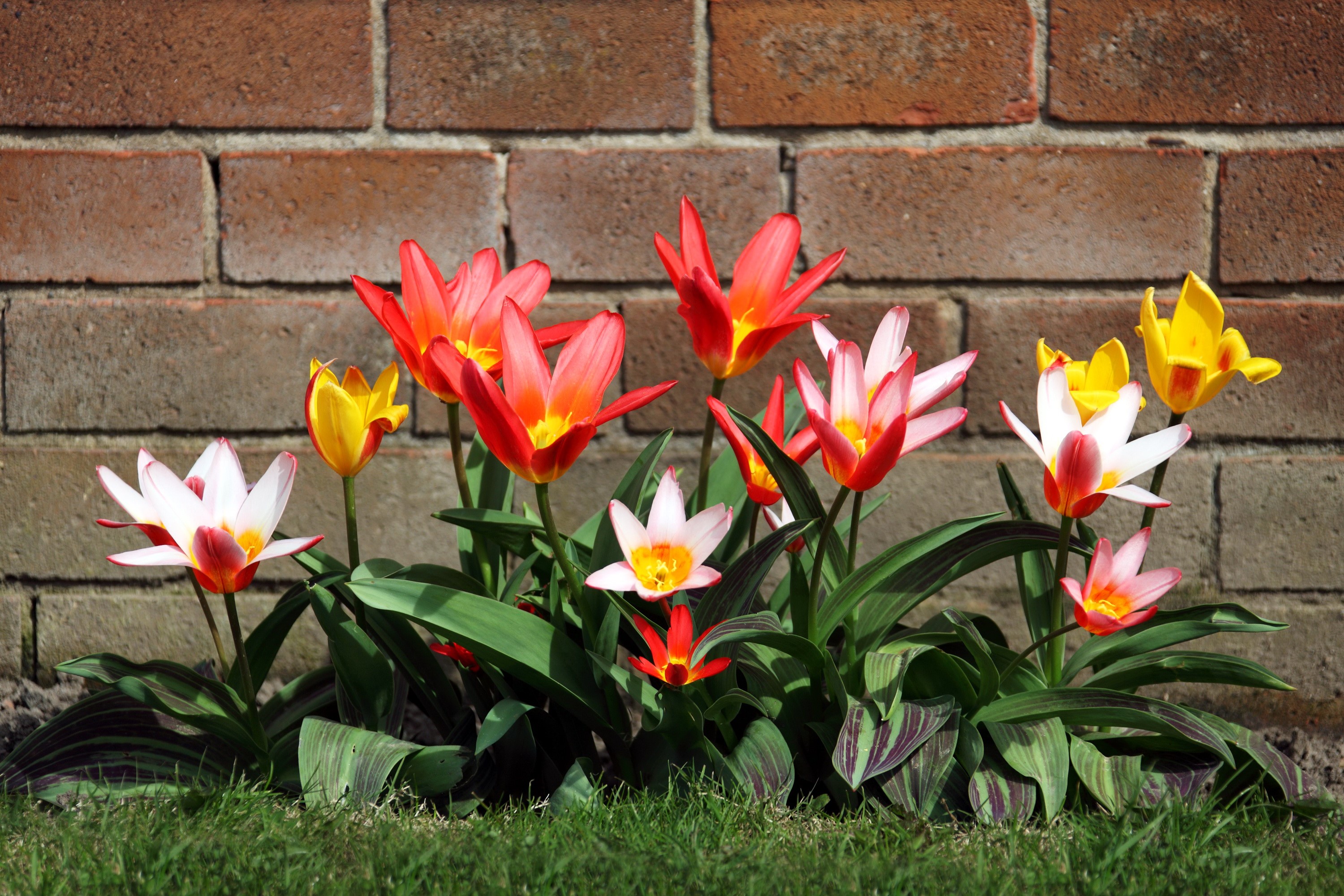 Colorful Tulips in Front of a Brick Wall HD Wallpaper