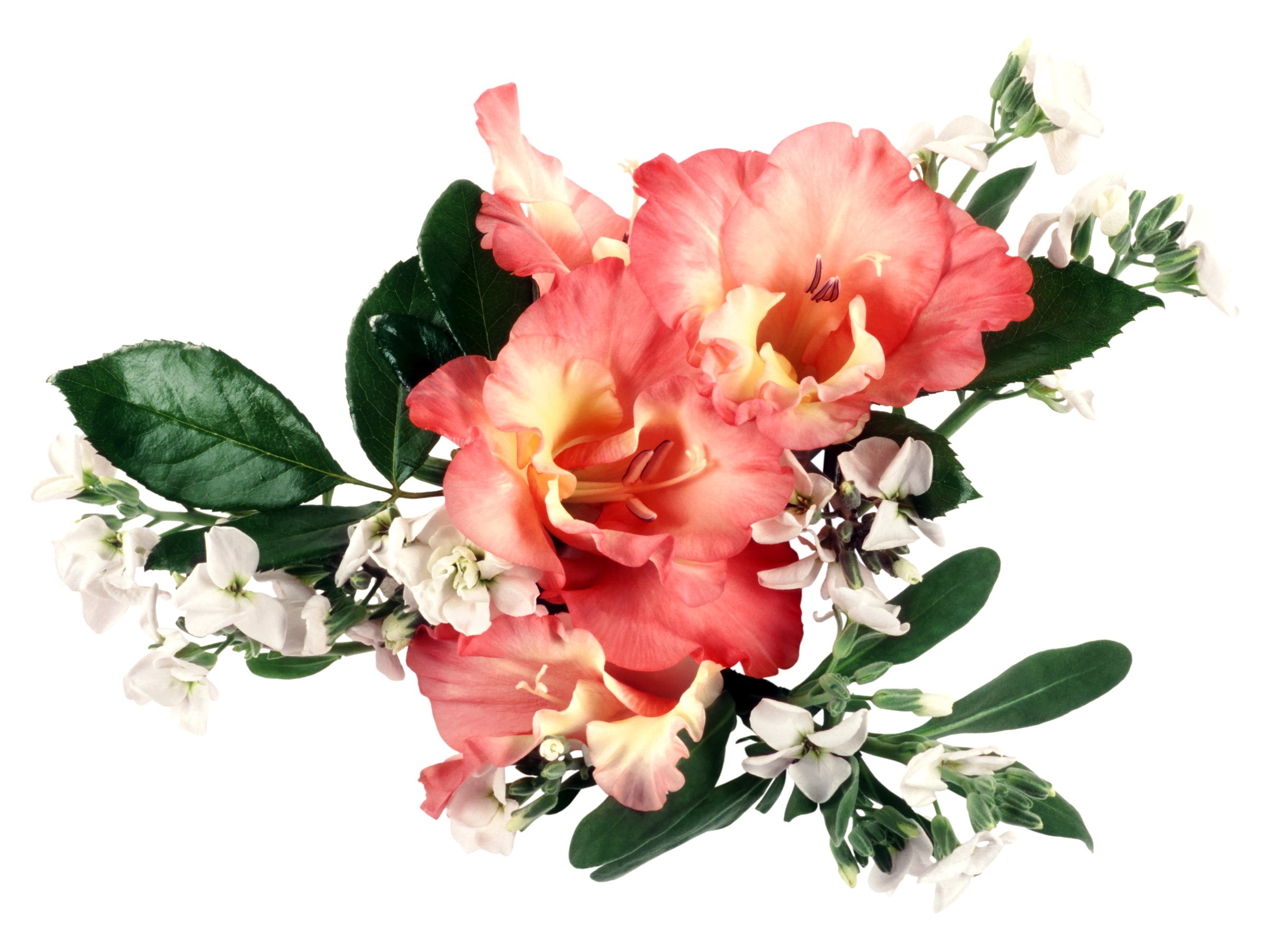 Pink and yellow gladiolus flowers with white flowers HD Wallpaper