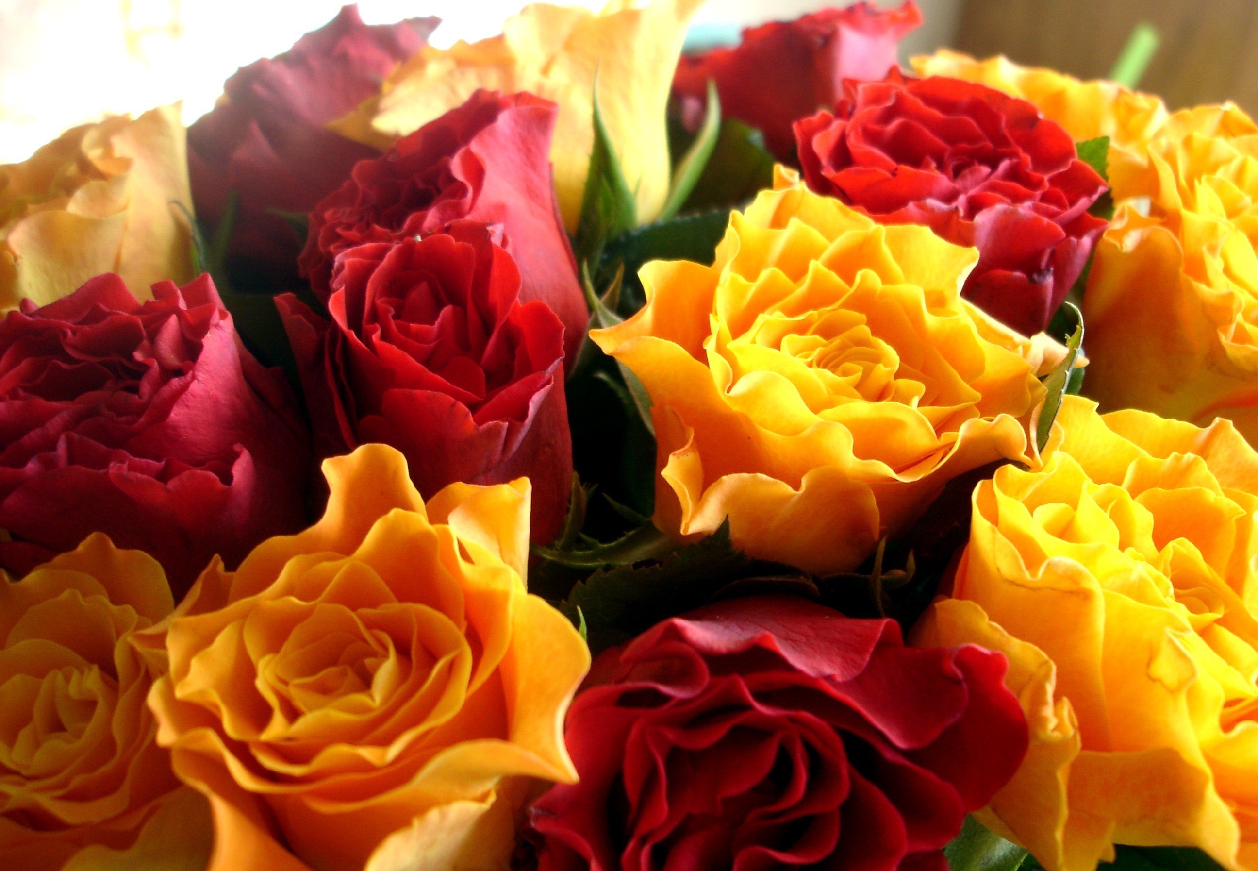 Bouquet of red and yellow roses HD Wallpaper