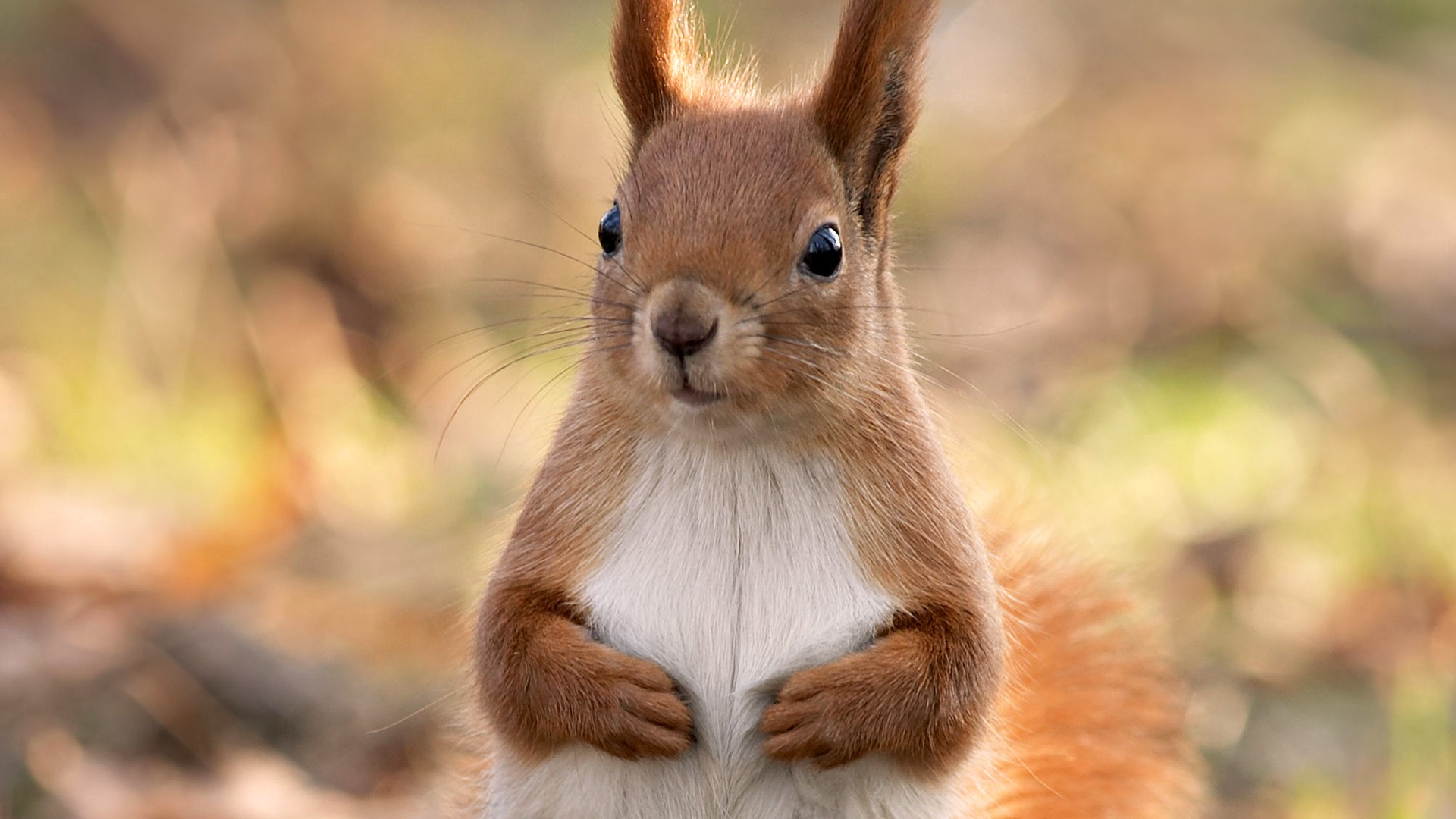 Close-up of a red squirrel in a forest HD Wallpaper