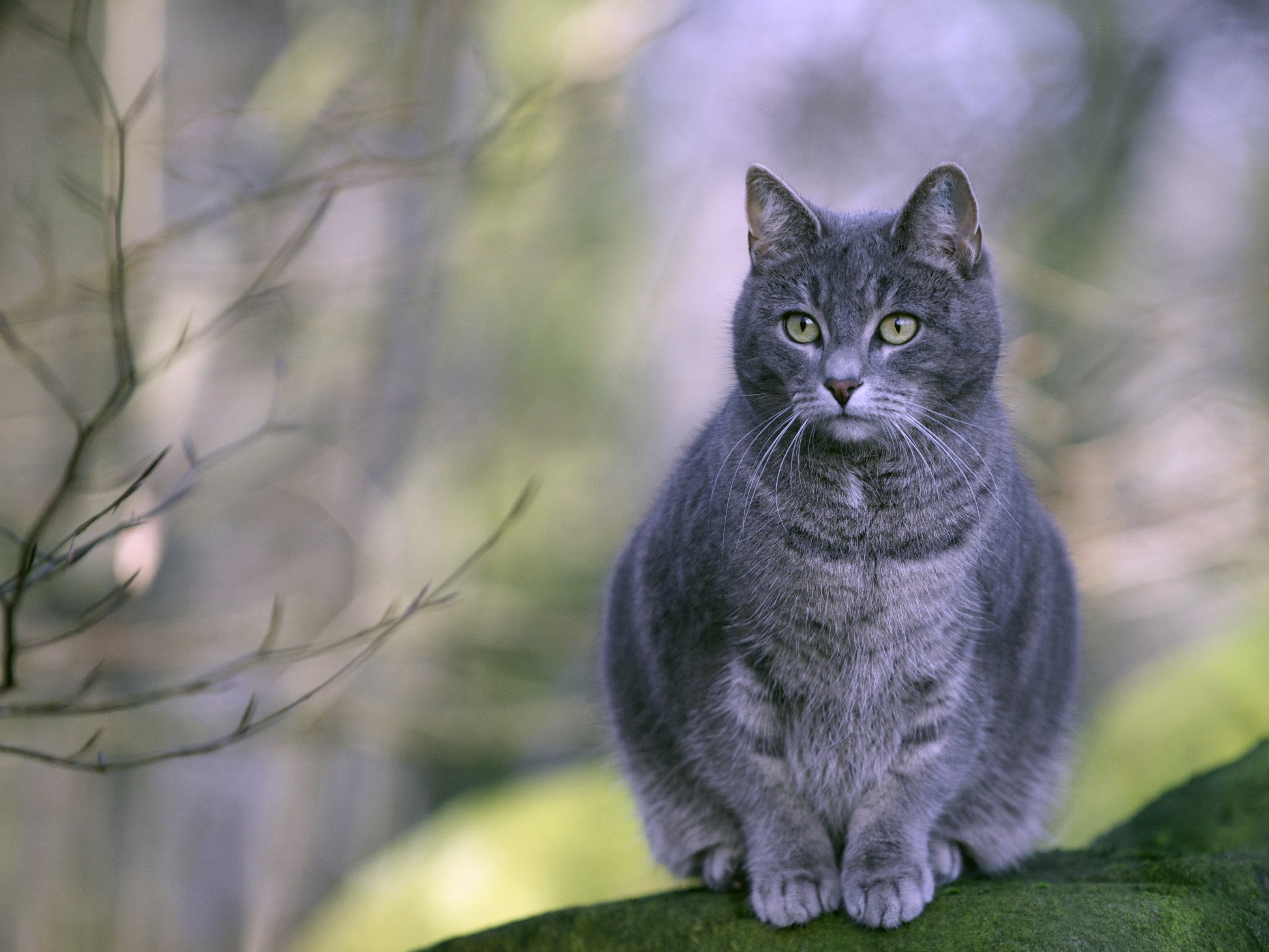 A grey tabby cat sits on a mossy branch HD Wallpaper