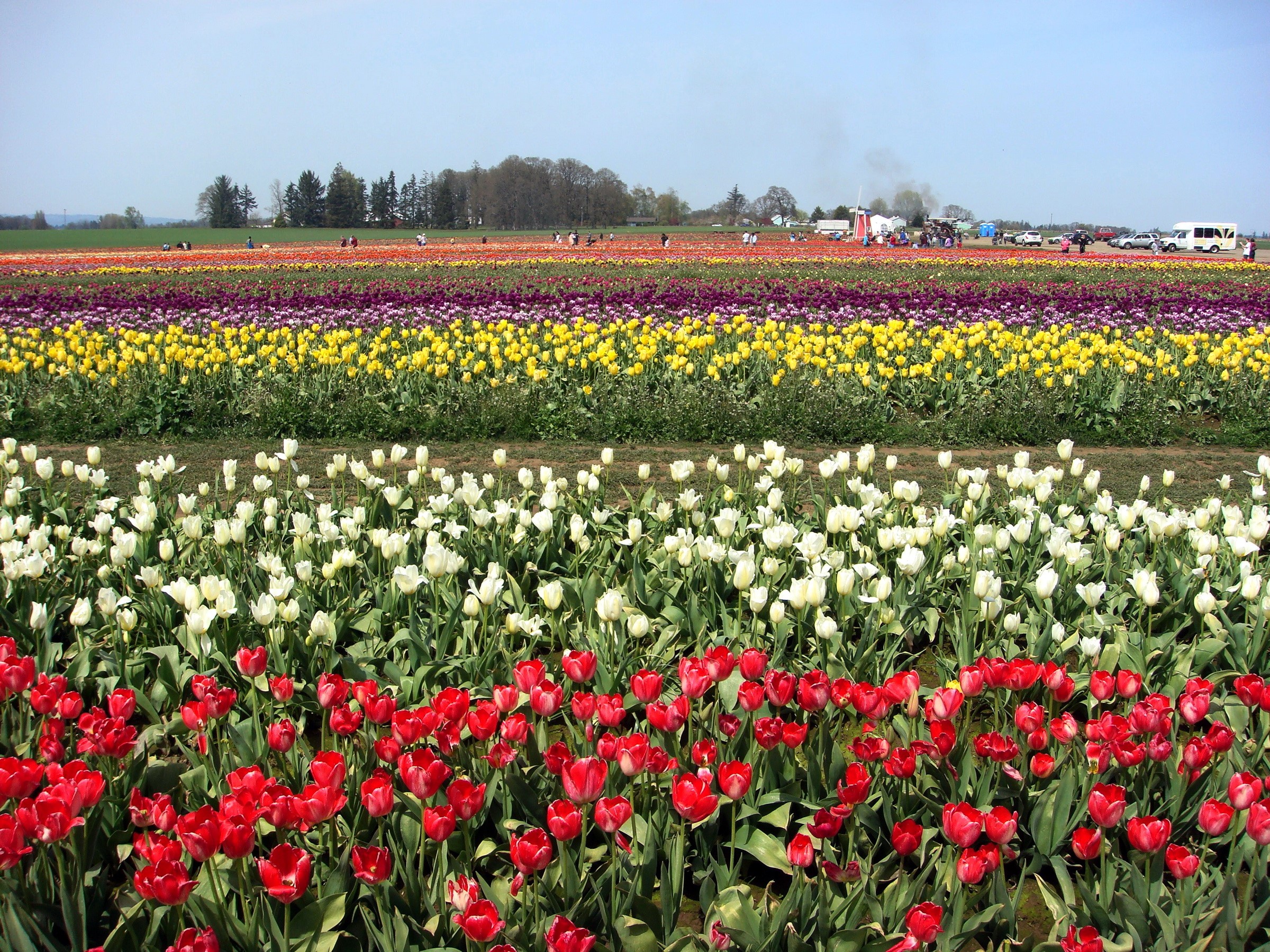 Rows of Colorful Tulips in a Field HD Wallpaper