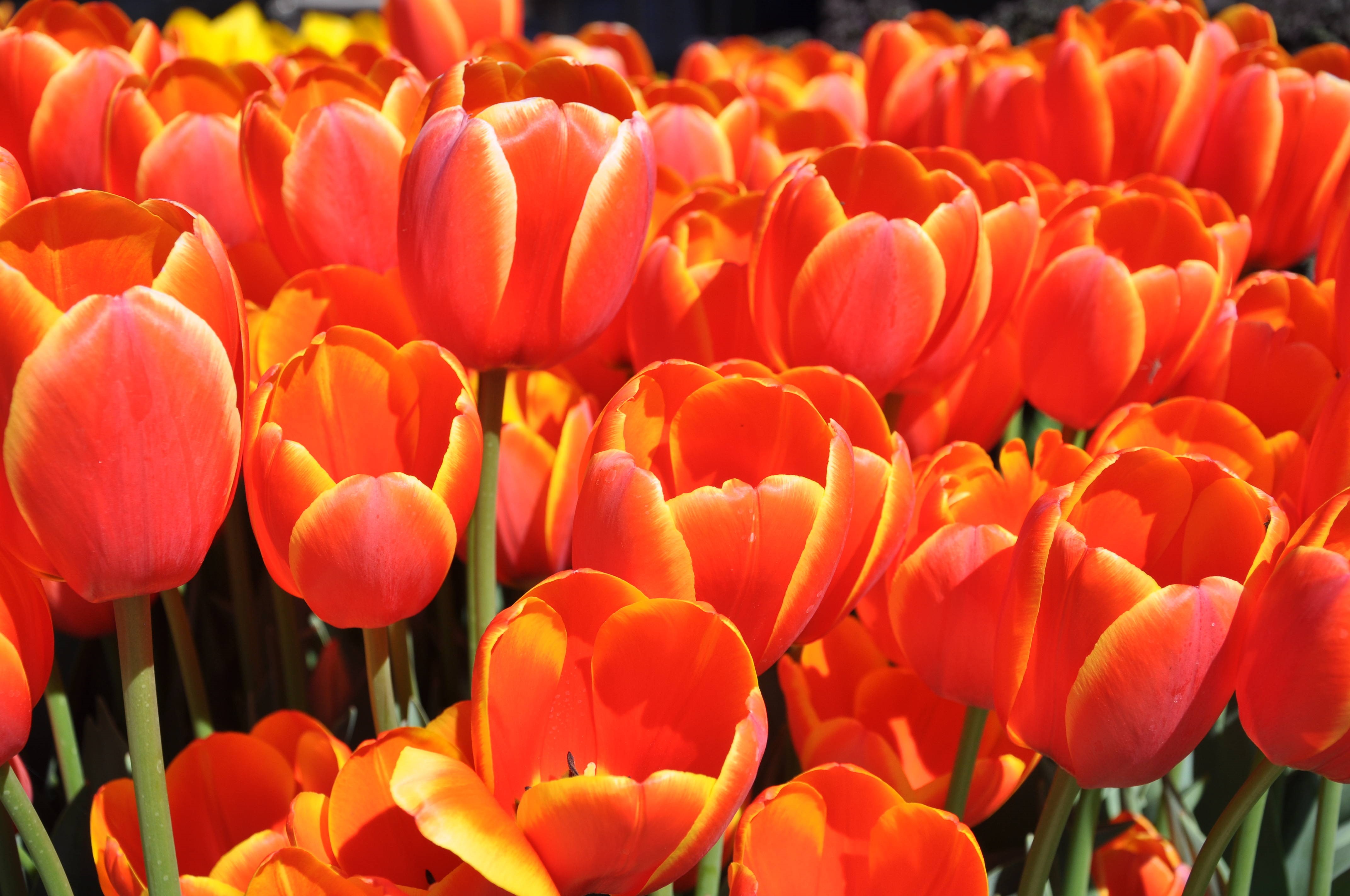 4K Orange Tulips Field HD Wallpaper
