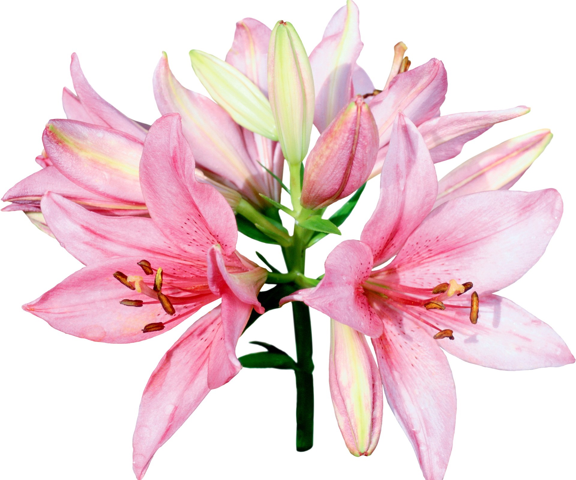 Pink lilies on a white background HD Wallpaper