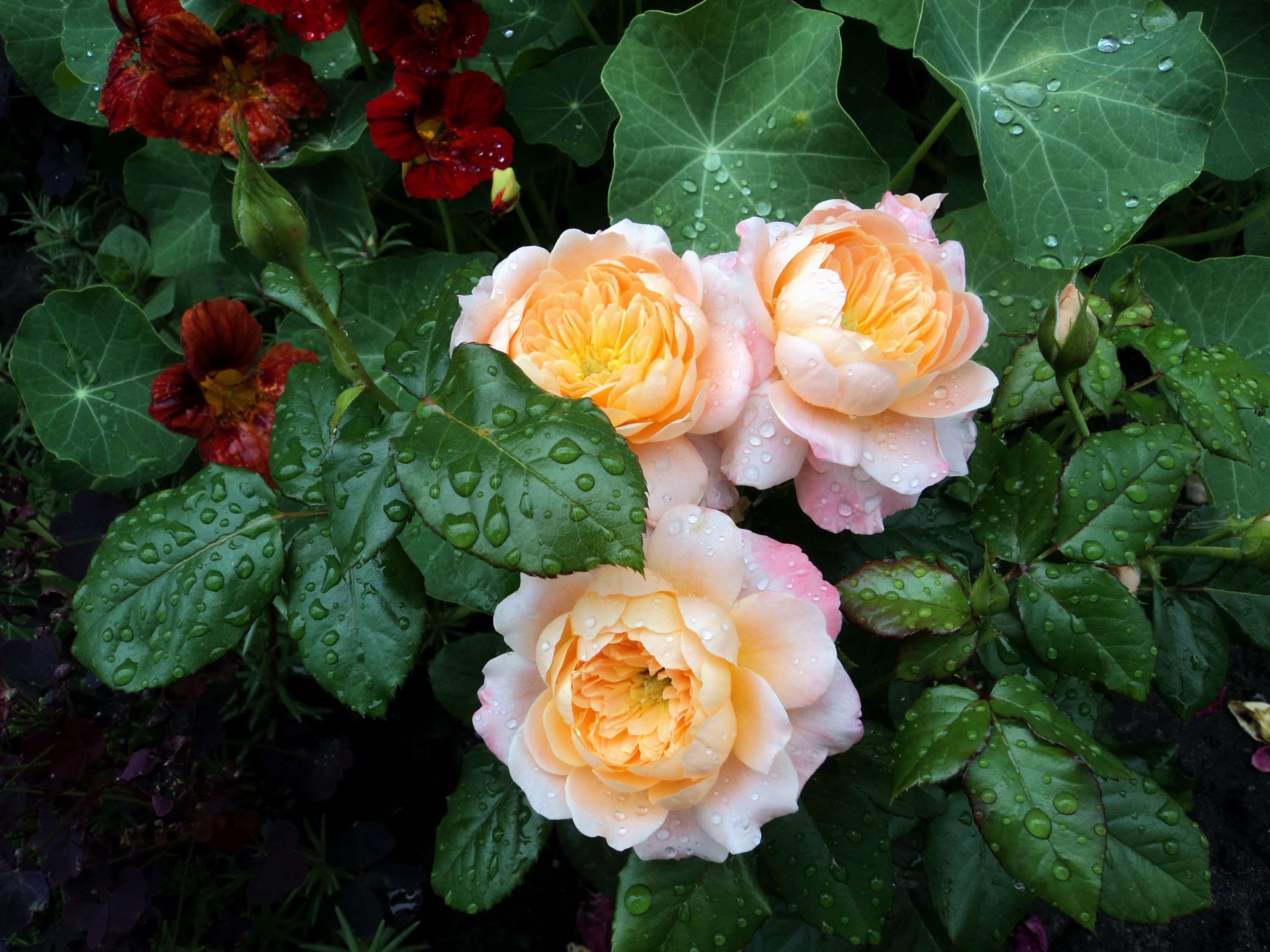 Peach and pink roses with water droplets and nasturtiums HD Wallpaper