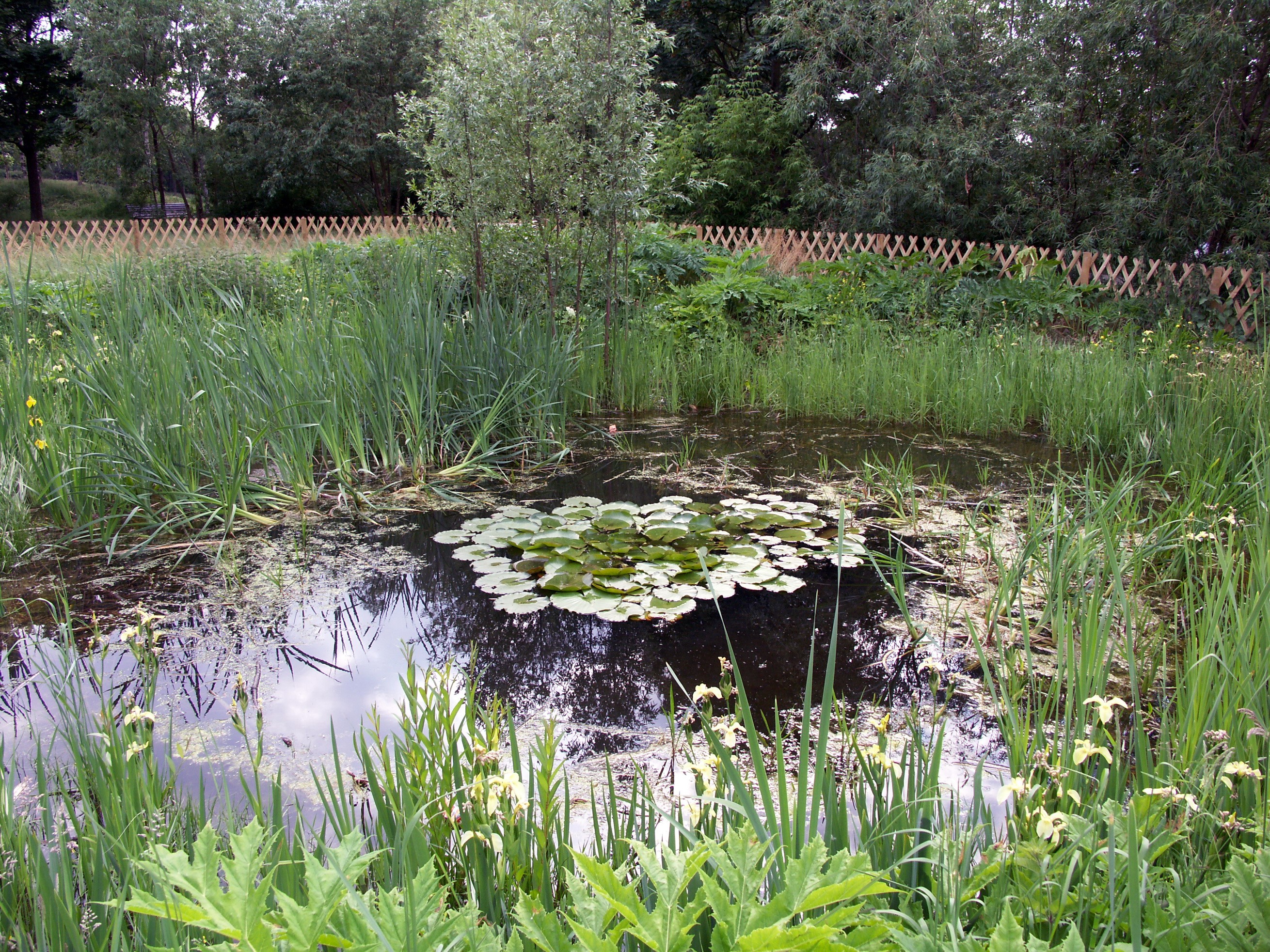 Pond with lily pads and reeds HD Wallpaper