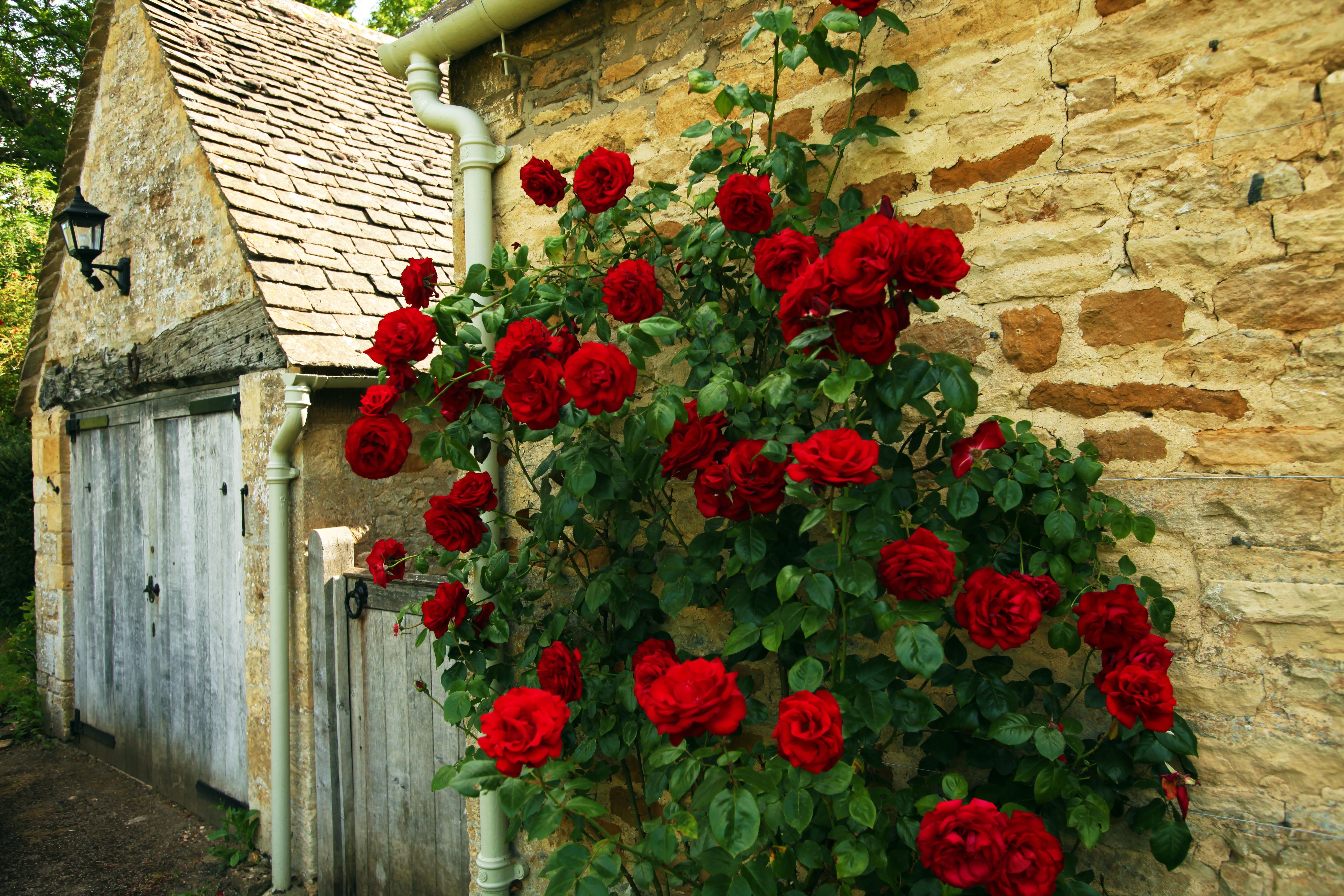 Red Roses Climbing a Stone Wall Next to a Garage HD Wallpaper