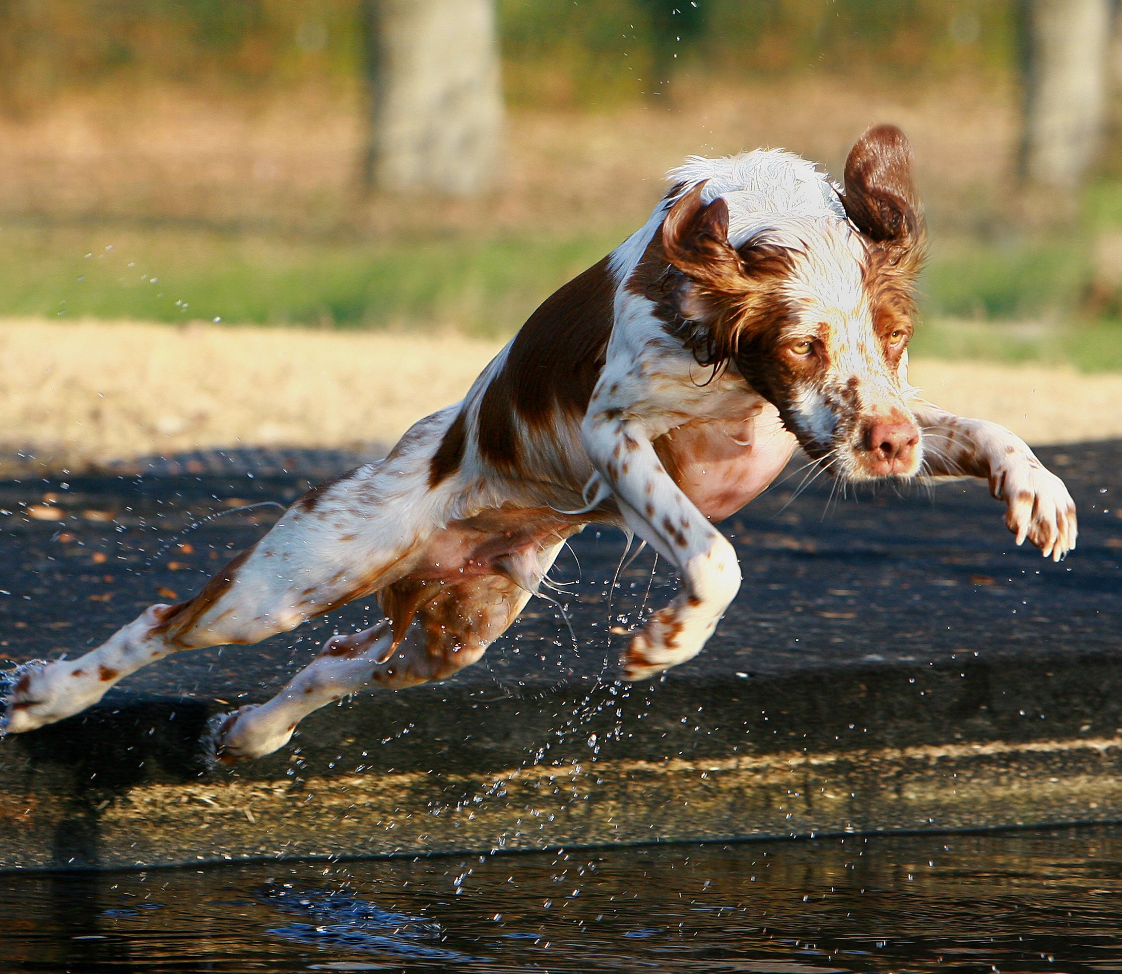 Brown and white dog jumping over water HD Wallpaper