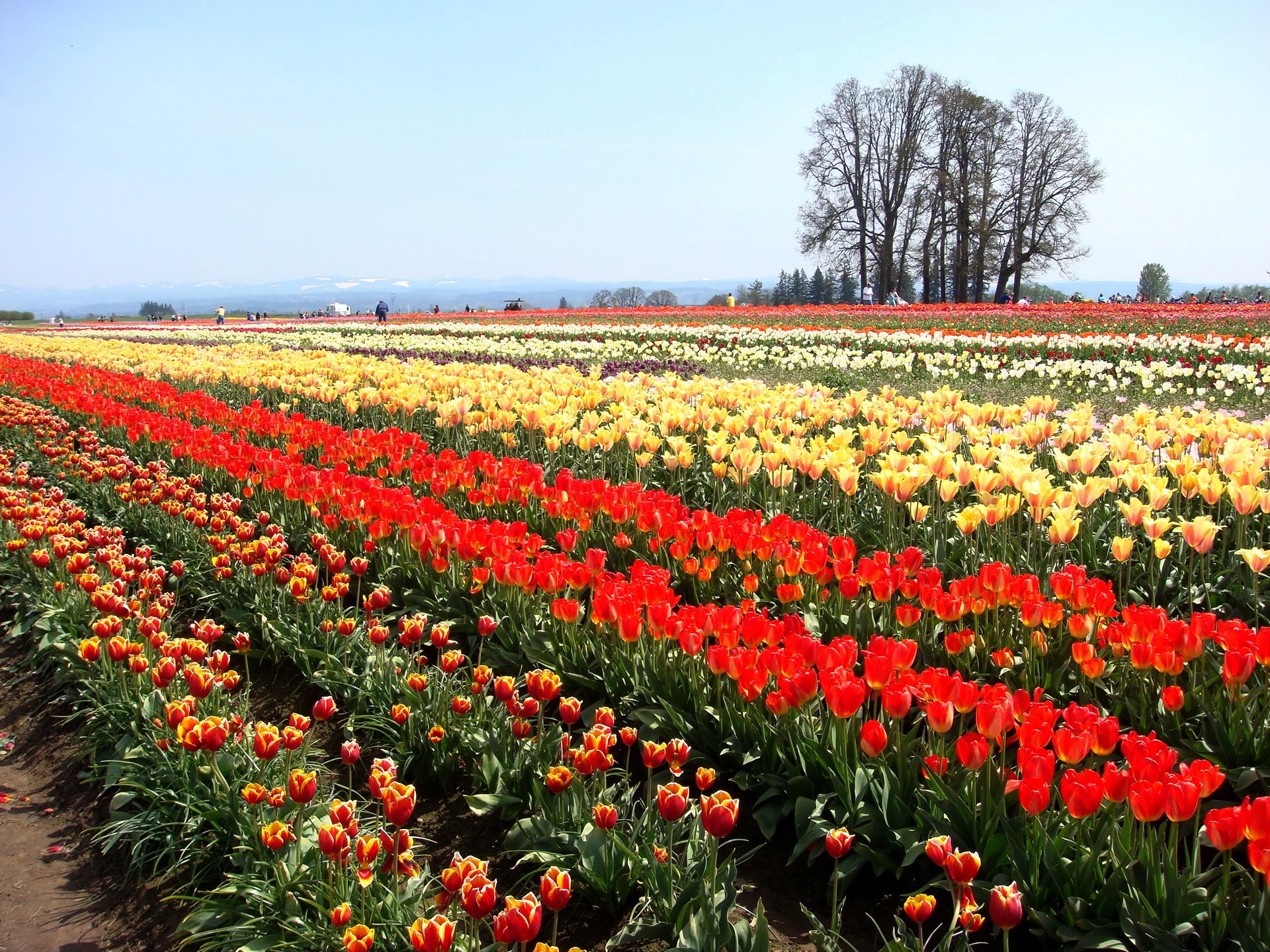 Rows of colorful tulips in a field HD Wallpaper