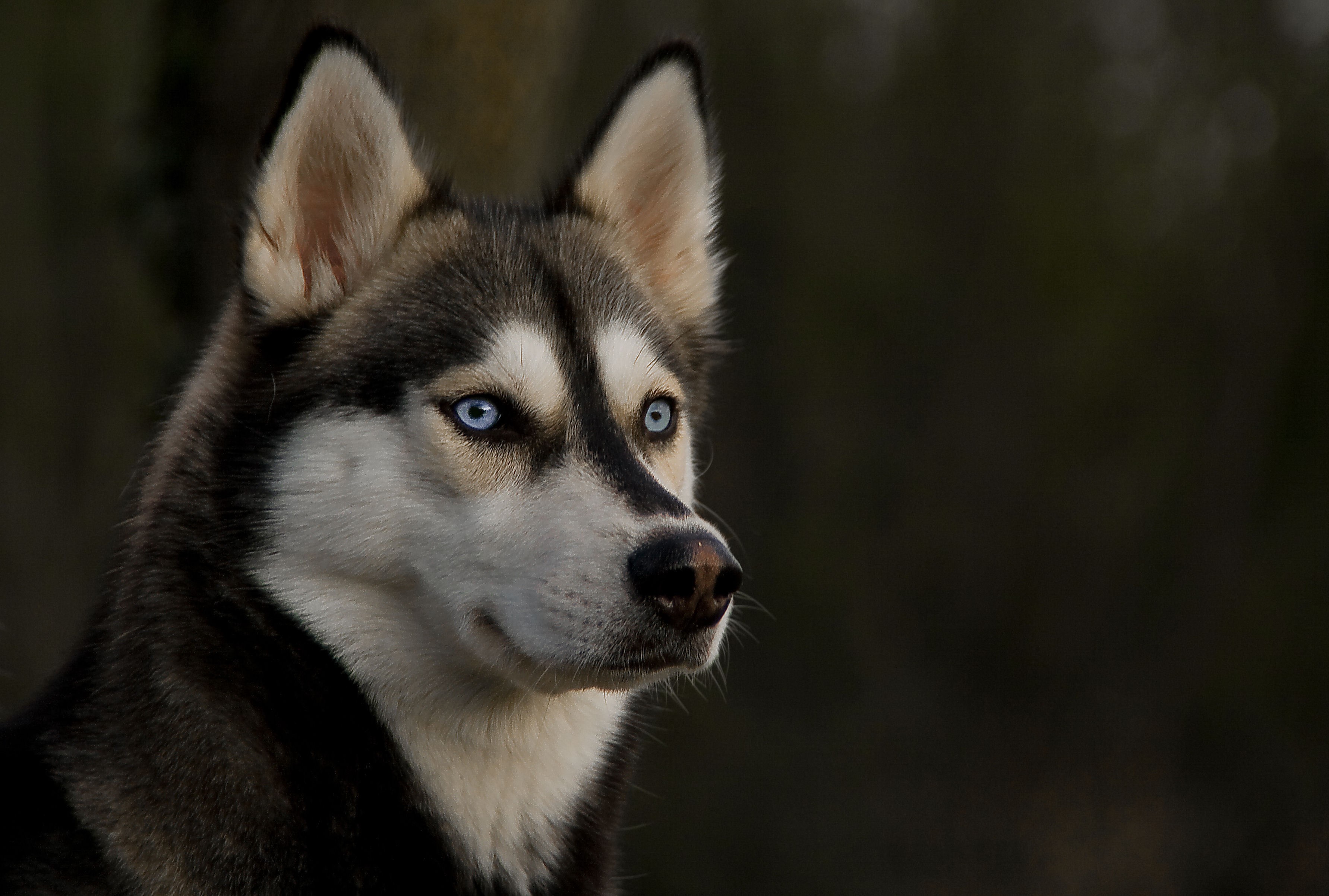 Husky dog with blue eyes HD Wallpaper