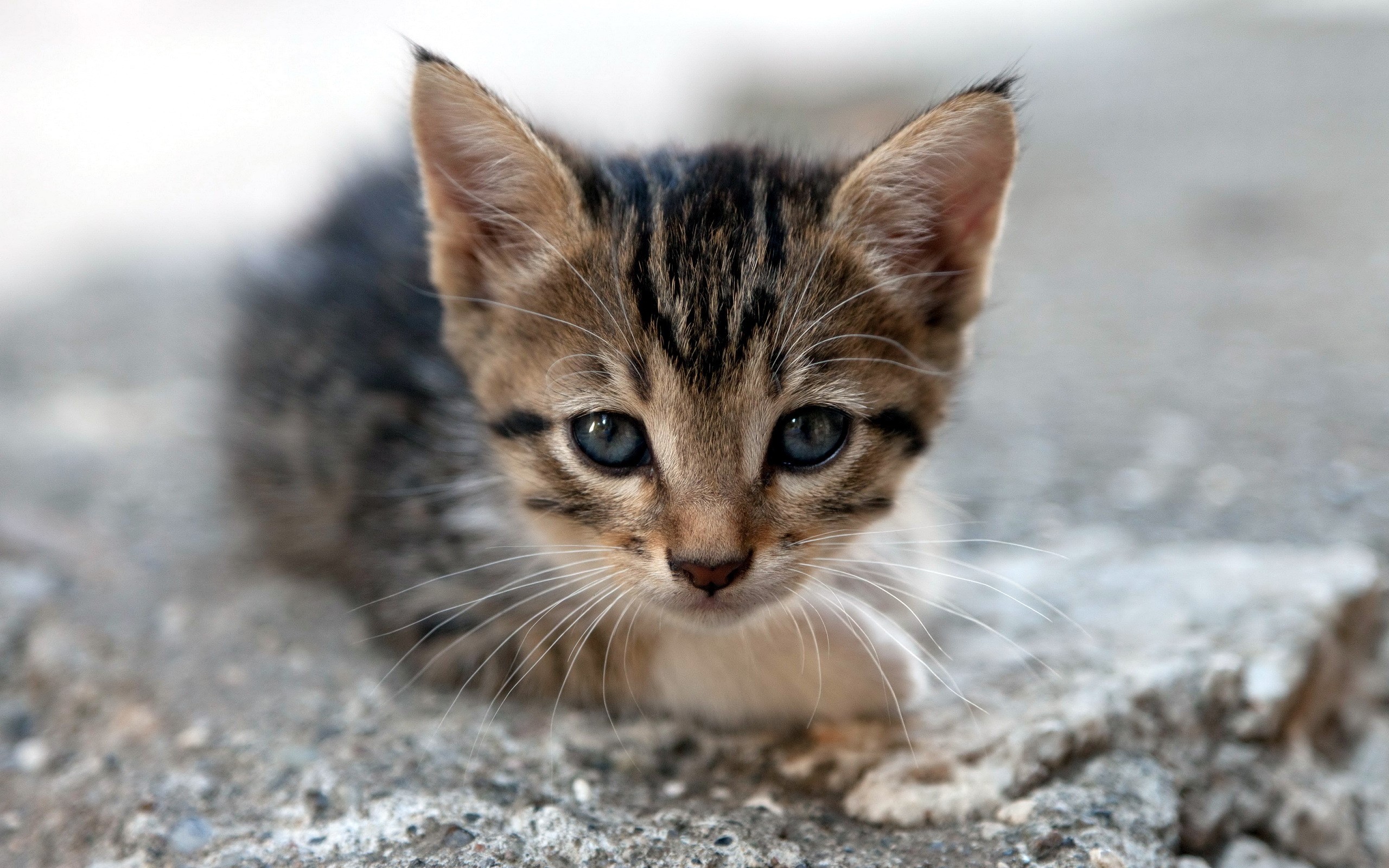 A tabby kitten with blue eyes sits on concrete HD Wallpaper