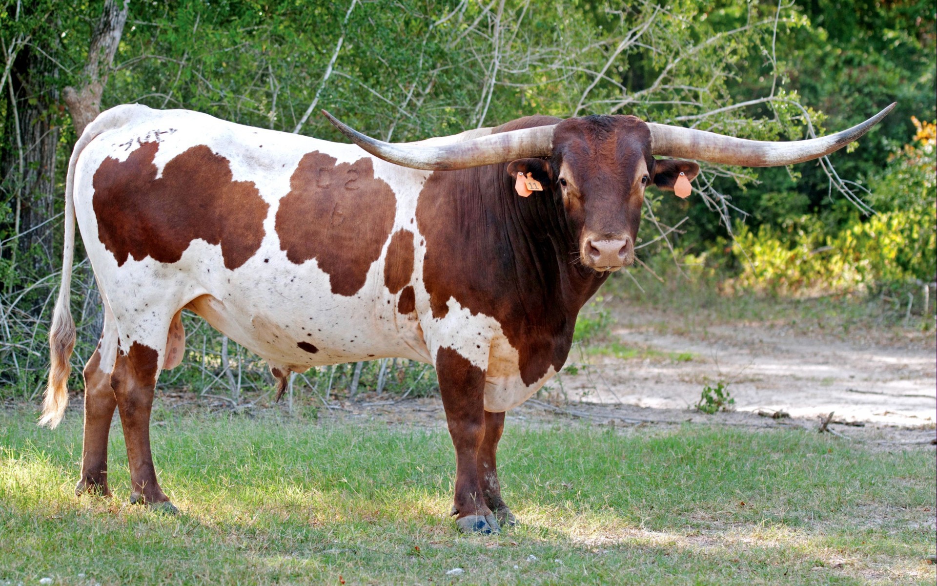 Texas Longhorn cow with brown and white spots HD Wallpaper