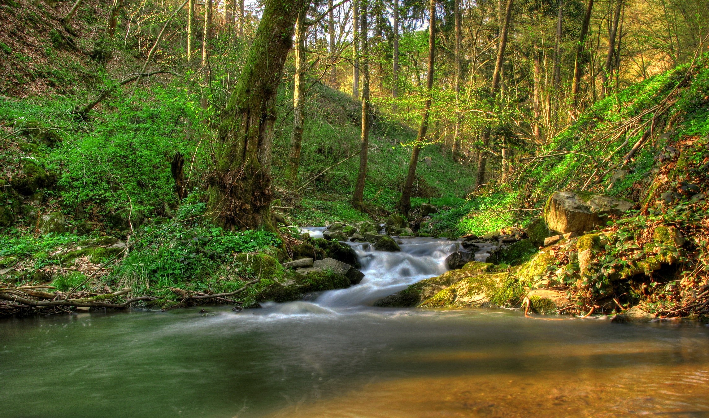 A stream flows through a sunlit forest HD Wallpaper
