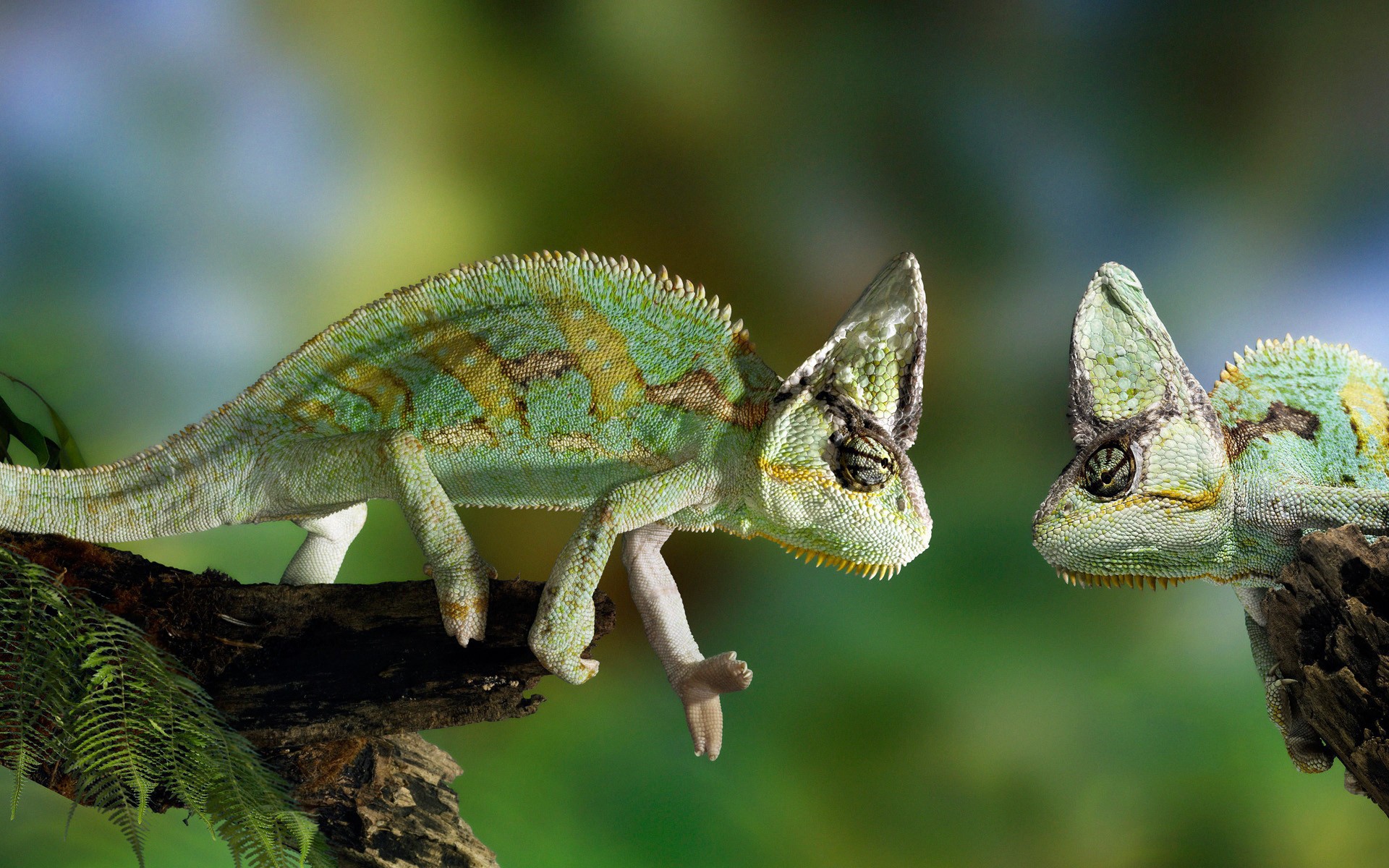Two chameleons on a branch HD Wallpaper