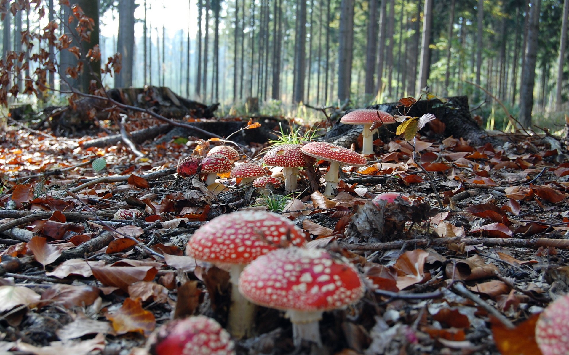 Amanita muscaria mushrooms in a forest floor HD Wallpaper