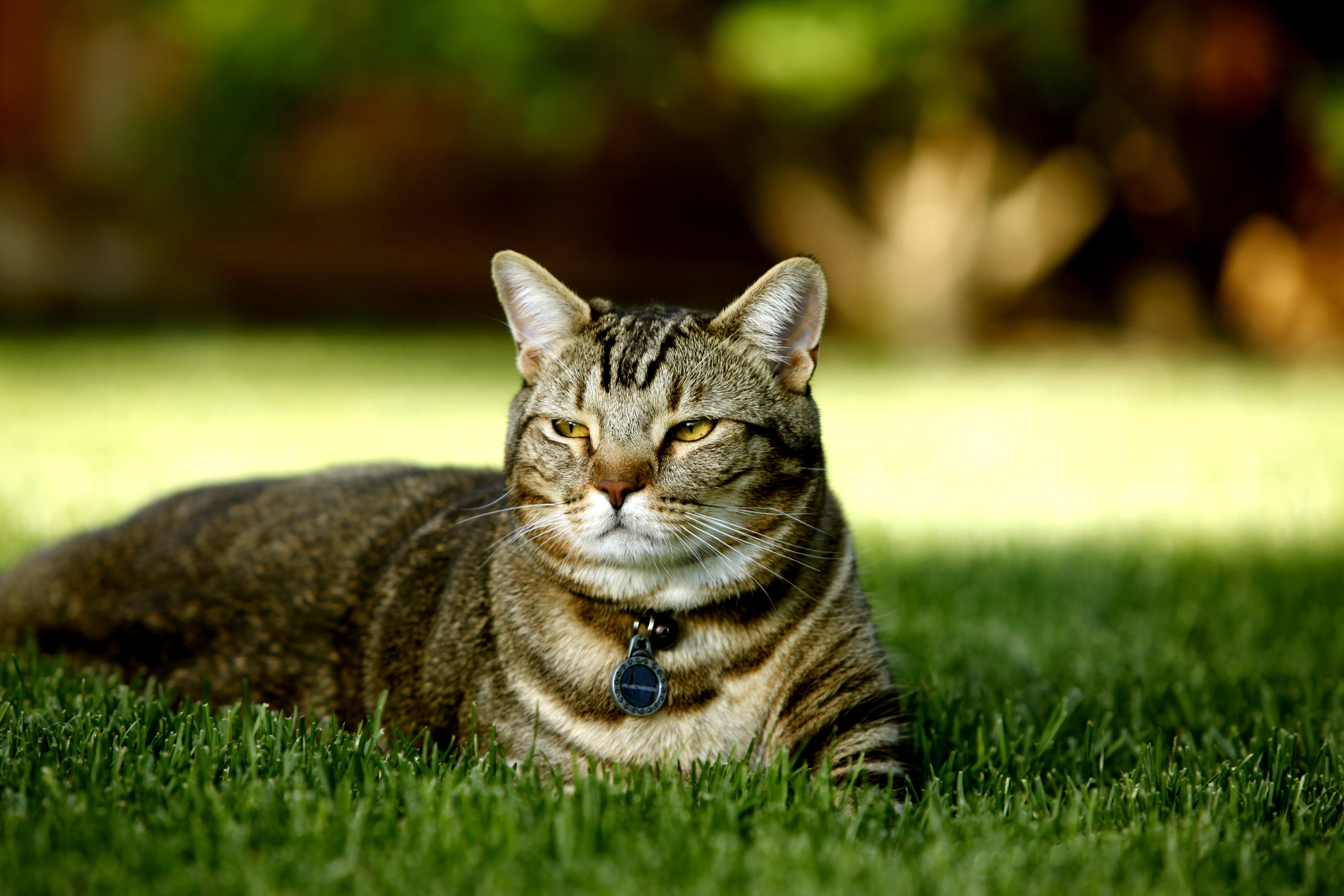 Tabby Cat Lying on Grass HD Wallpaper