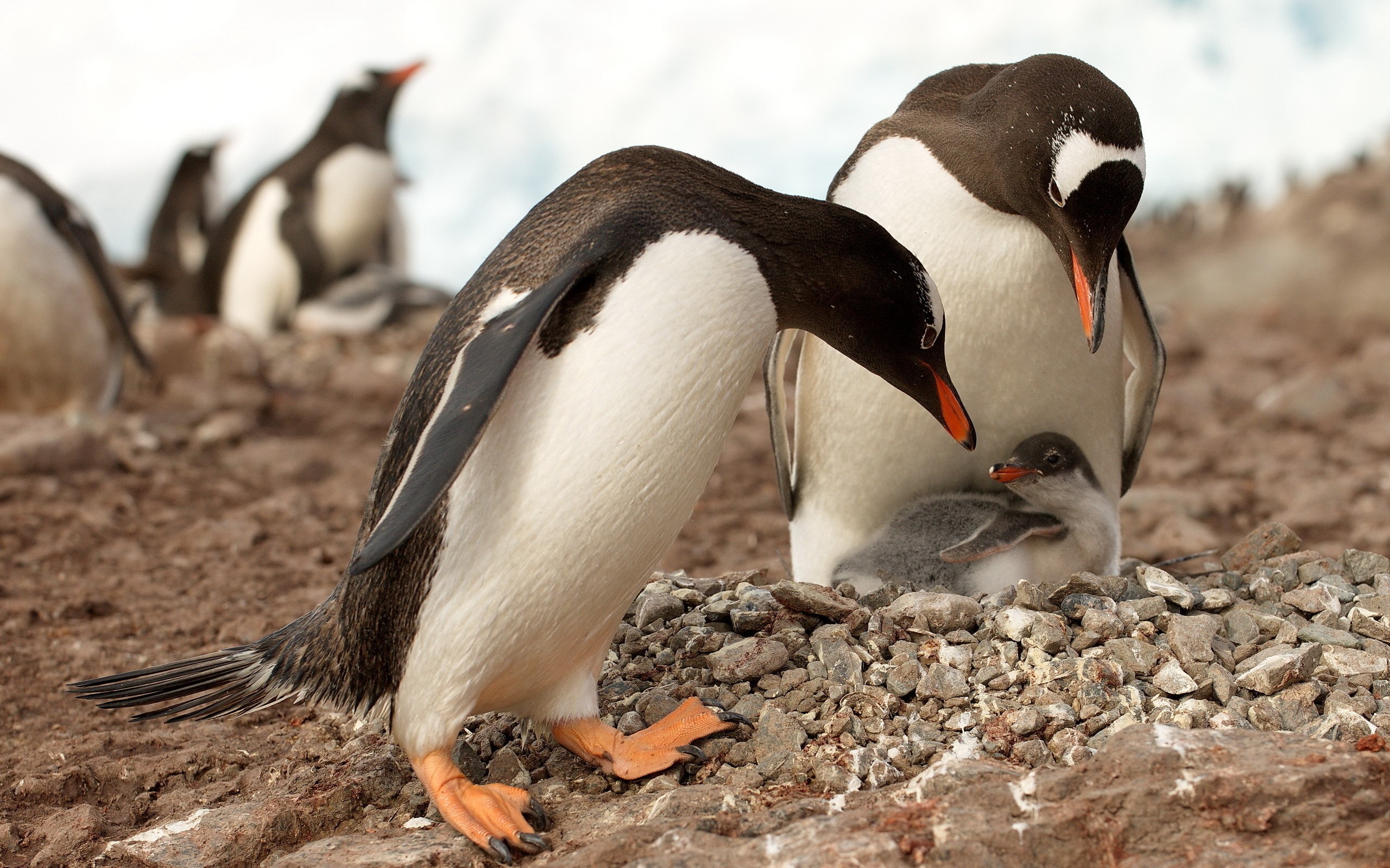 Gentoo penguins with chick on rocky shore HD Wallpaper