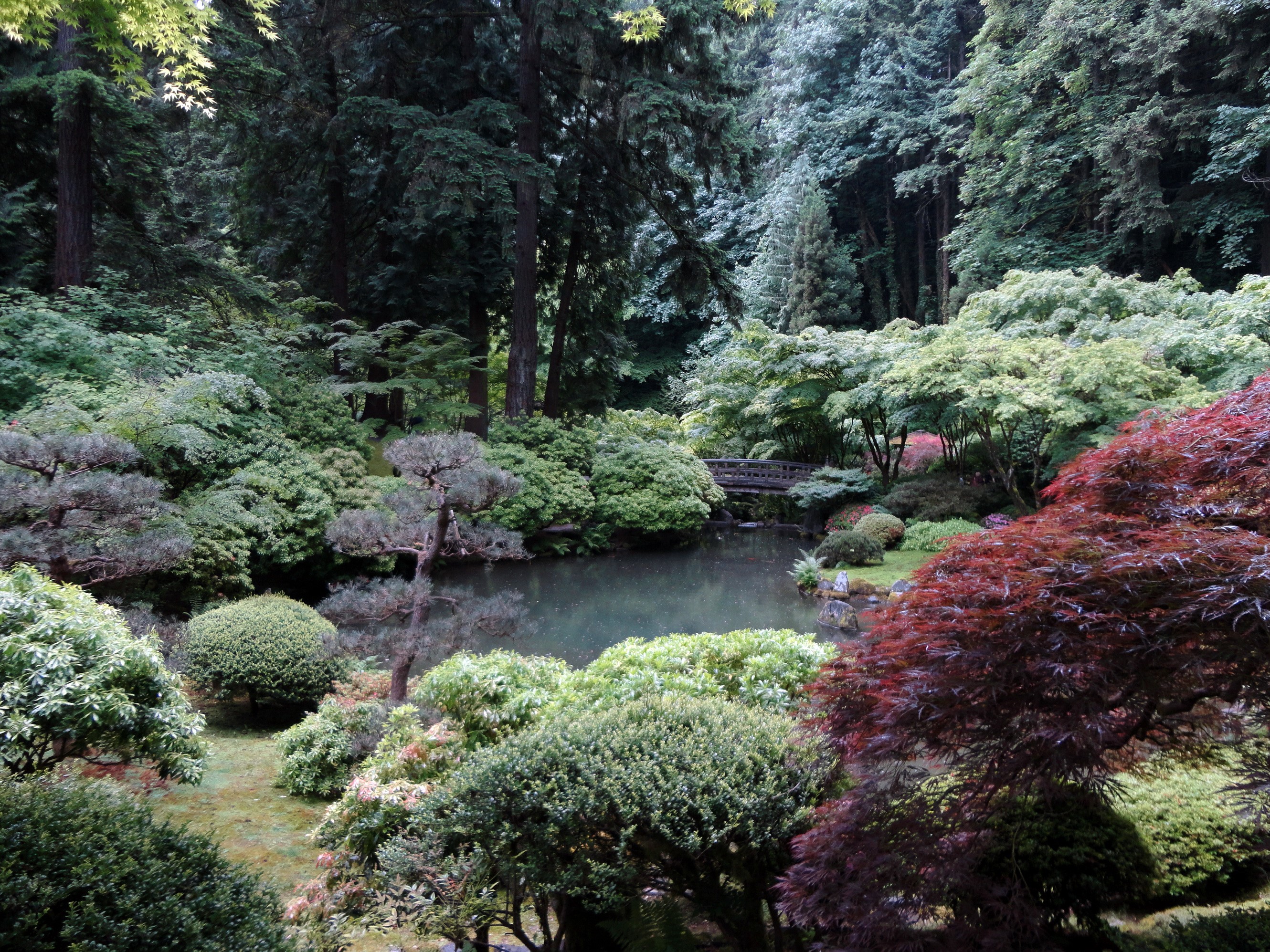 Japanese Garden with Pond and Bridge HD Wallpaper