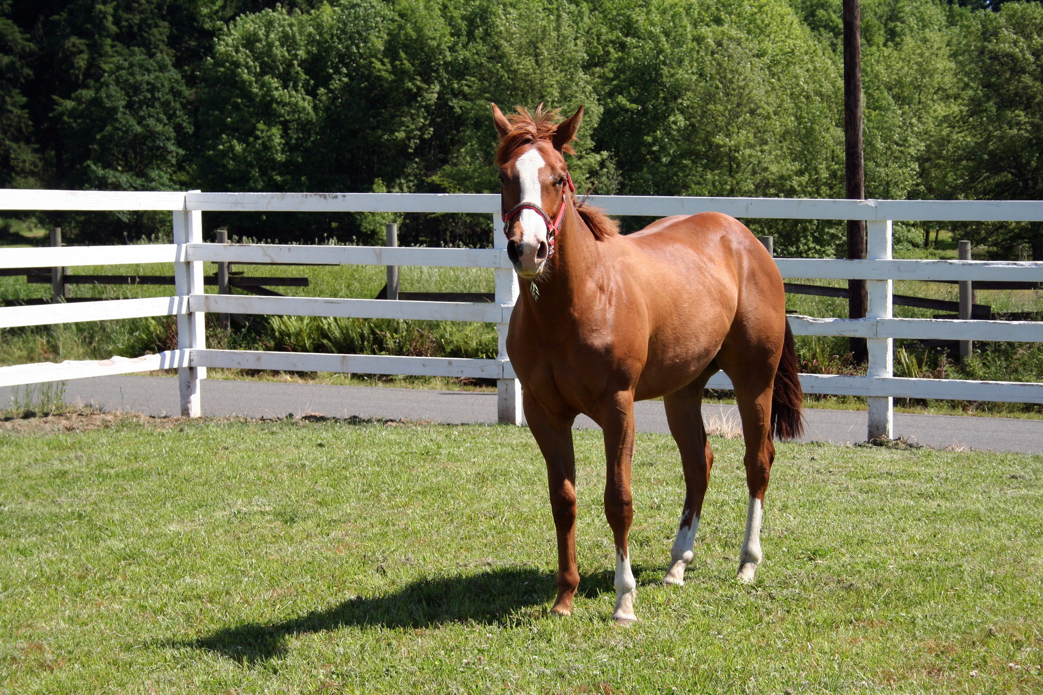 Brown horse with white markings in a fenced pasture HD Wallpaper