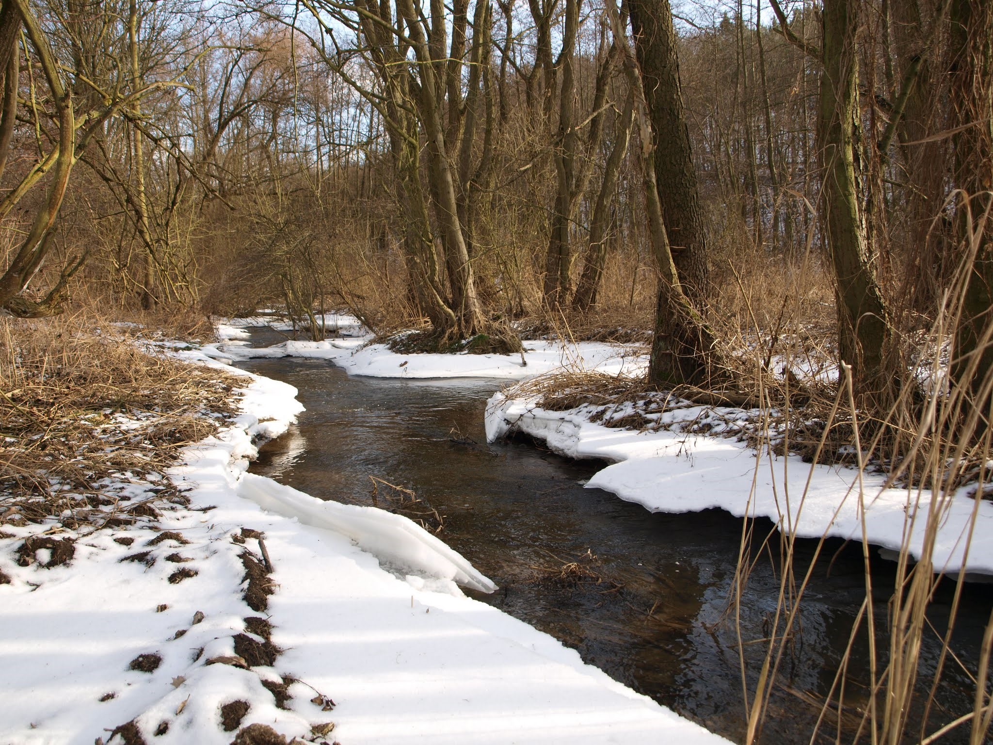 Winter stream flowing through a bare forest HD Wallpaper