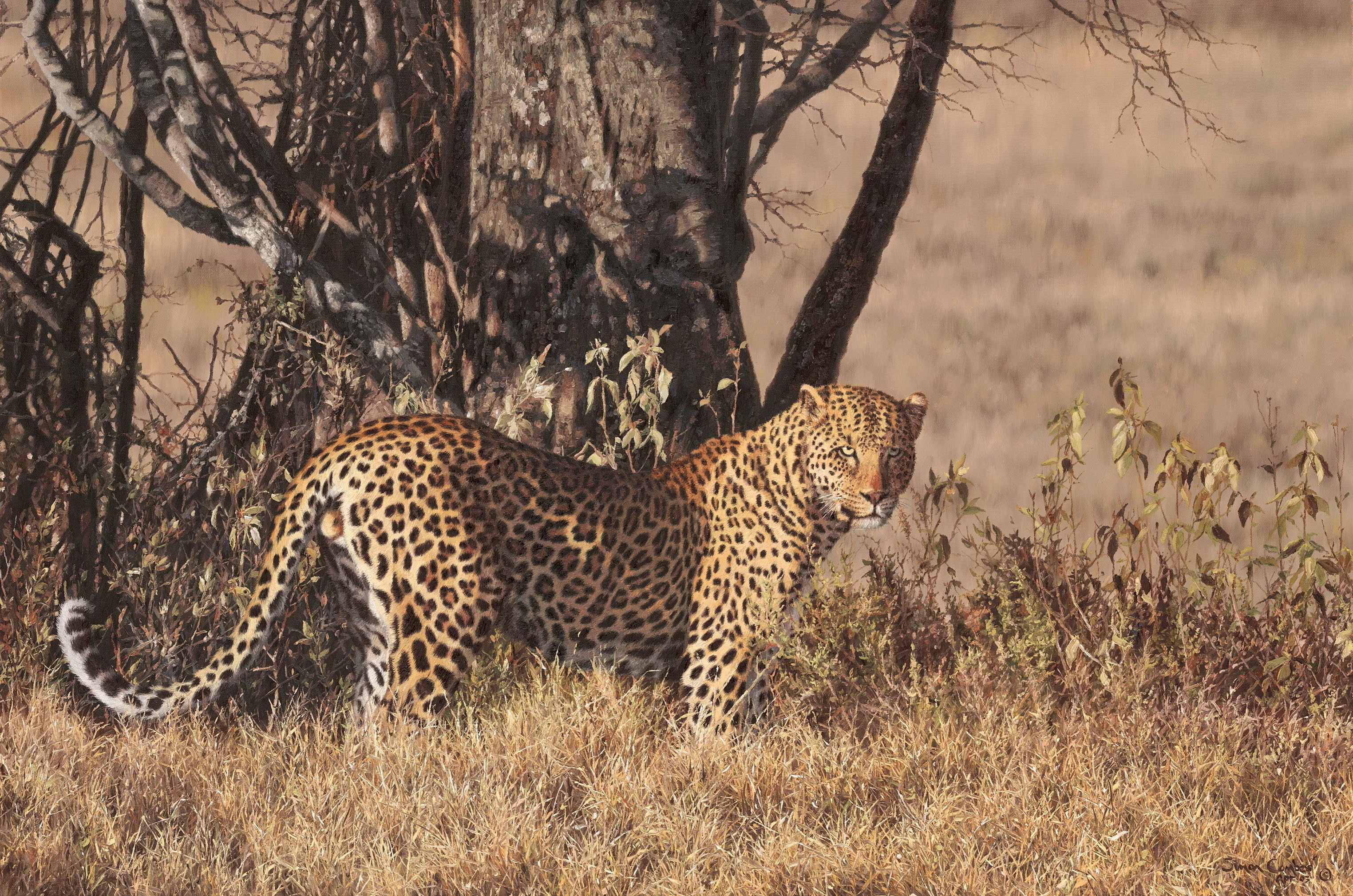 Leopard standing near a tree in dry grass HD Wallpaper