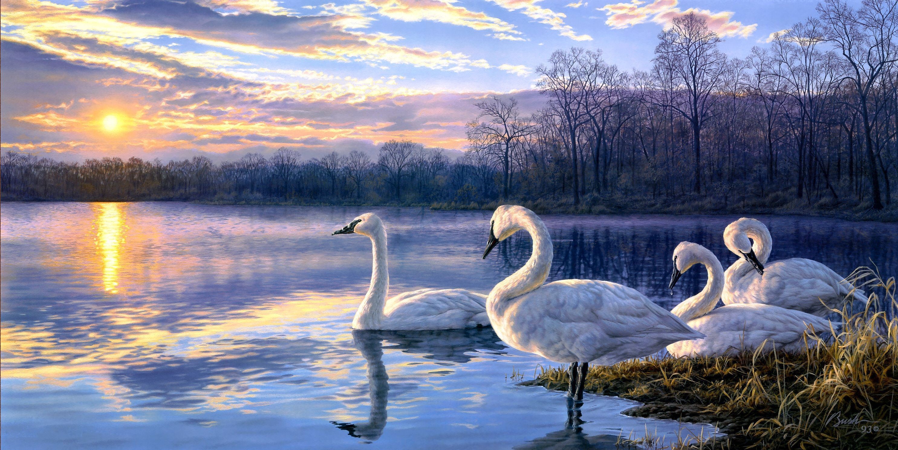 Swans on a lake at sunrise HD Wallpaper