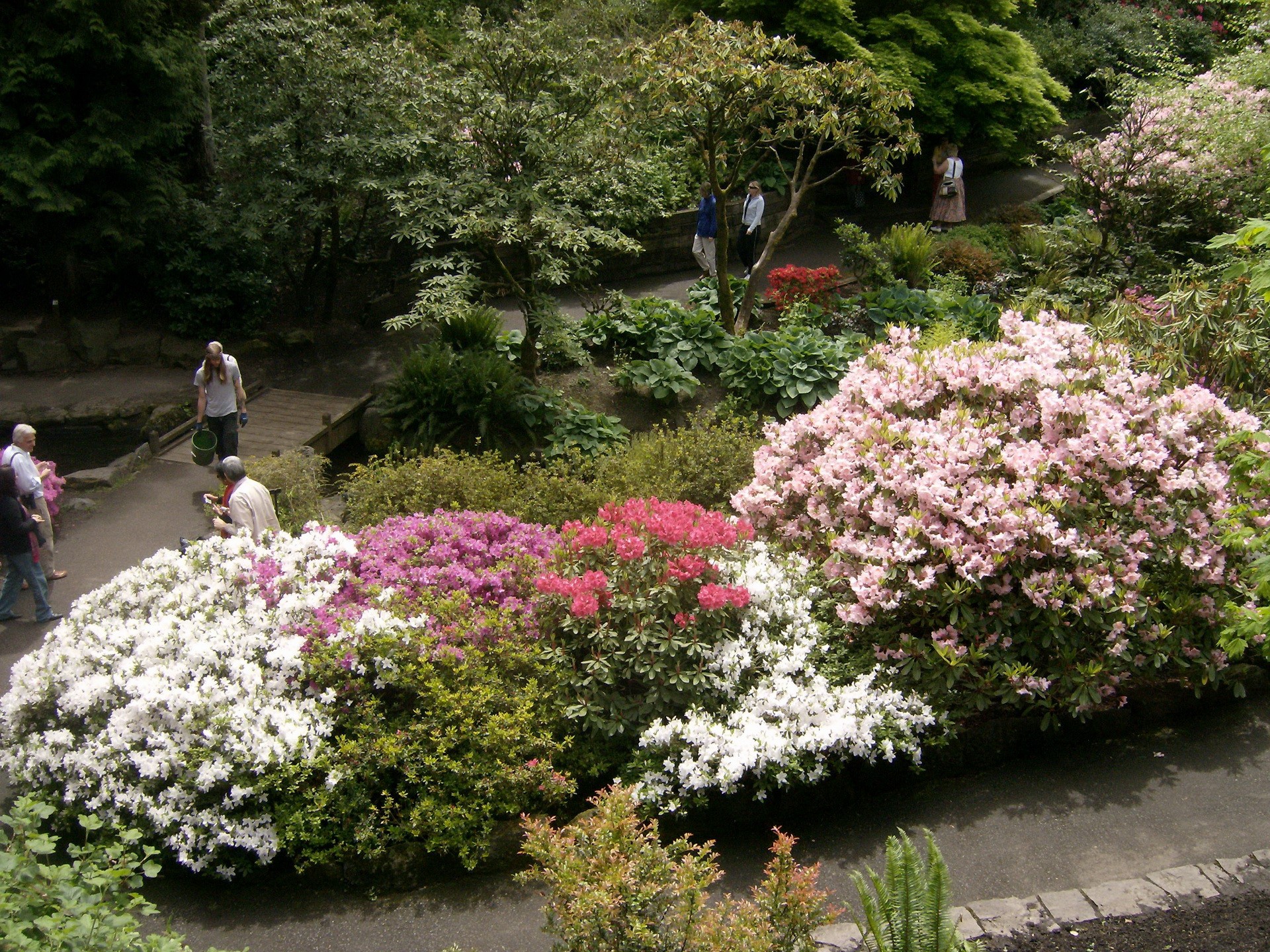 People walking in a park with blooming azaleas HD Wallpaper