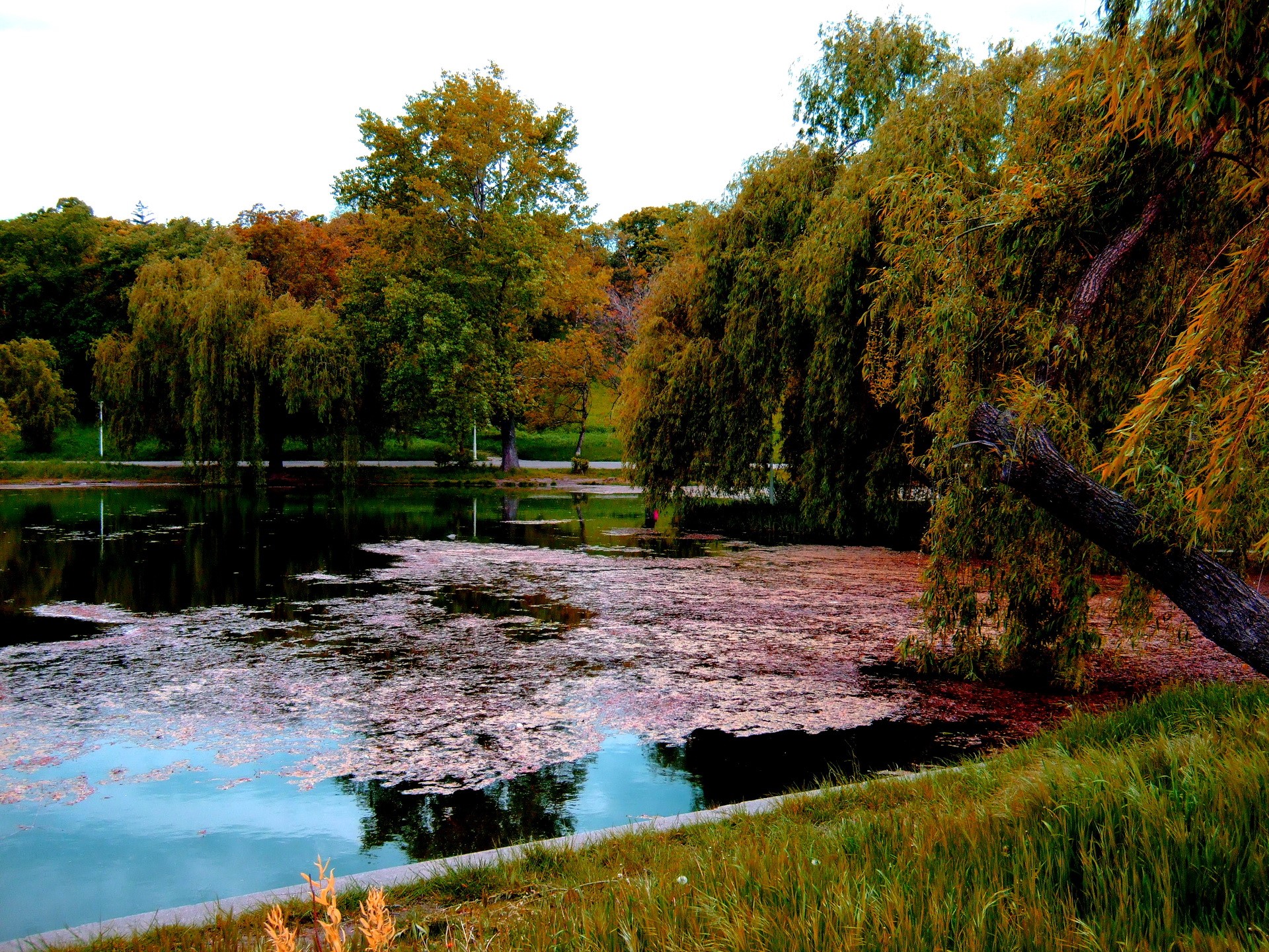Lake with weeping willow trees in Romania HD Wallpaper