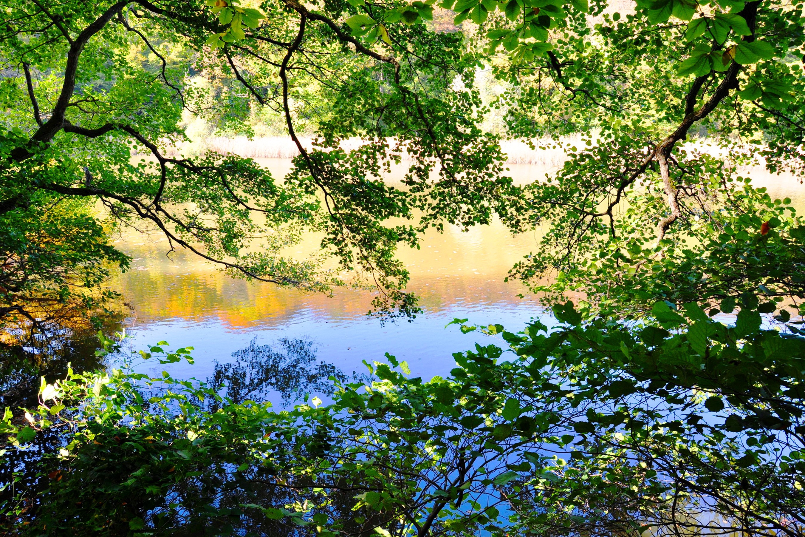 Trees framing a river with reflections HD Wallpaper