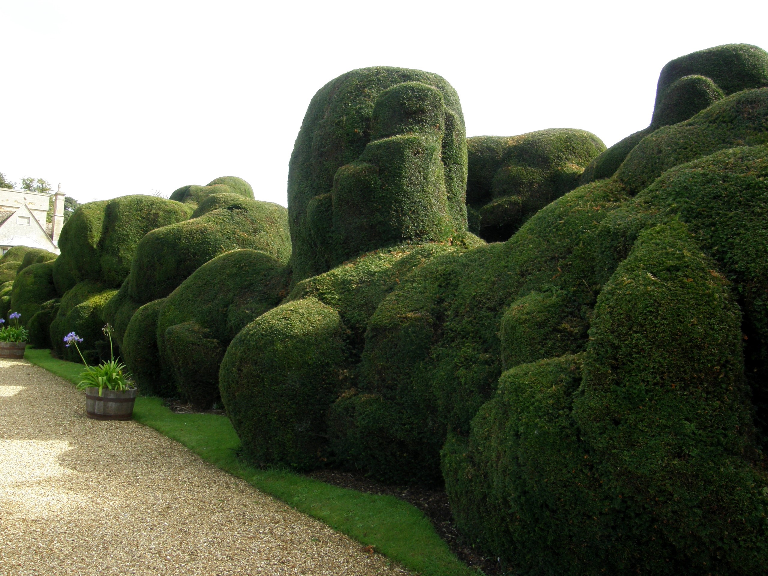 Topiary garden with sculpted hedges HD Wallpaper
