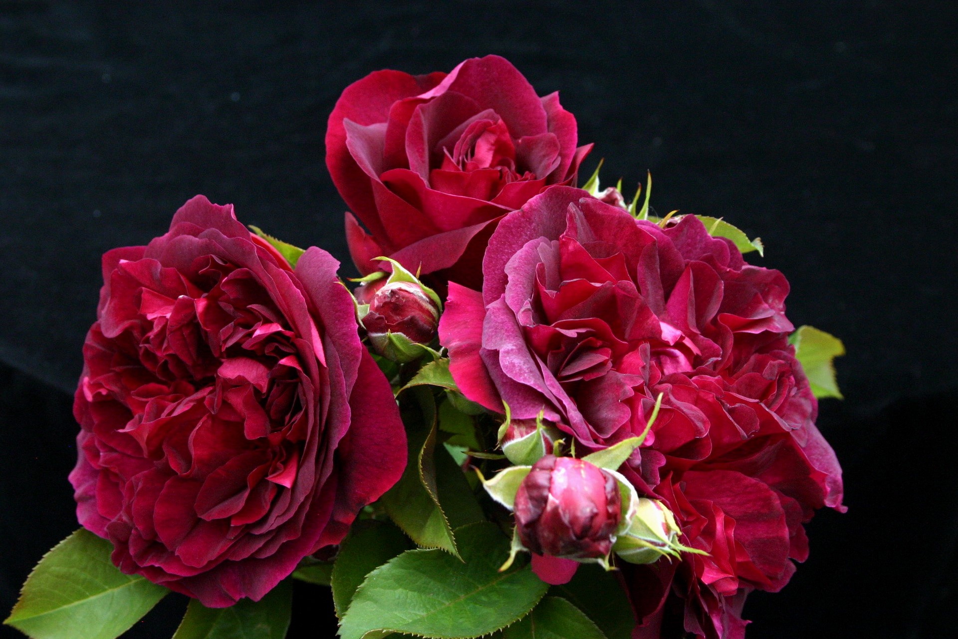 Deep Red Roses with Buds HD Wallpaper
