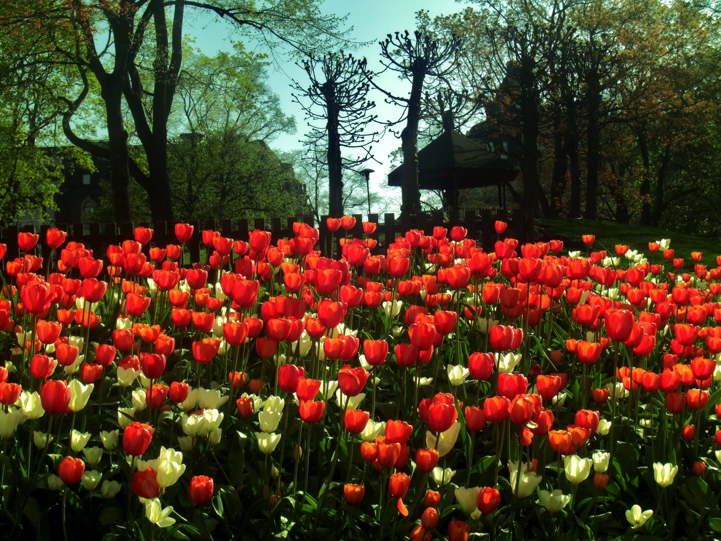 Field of Red and White Tulips in a Garden HD Wallpaper