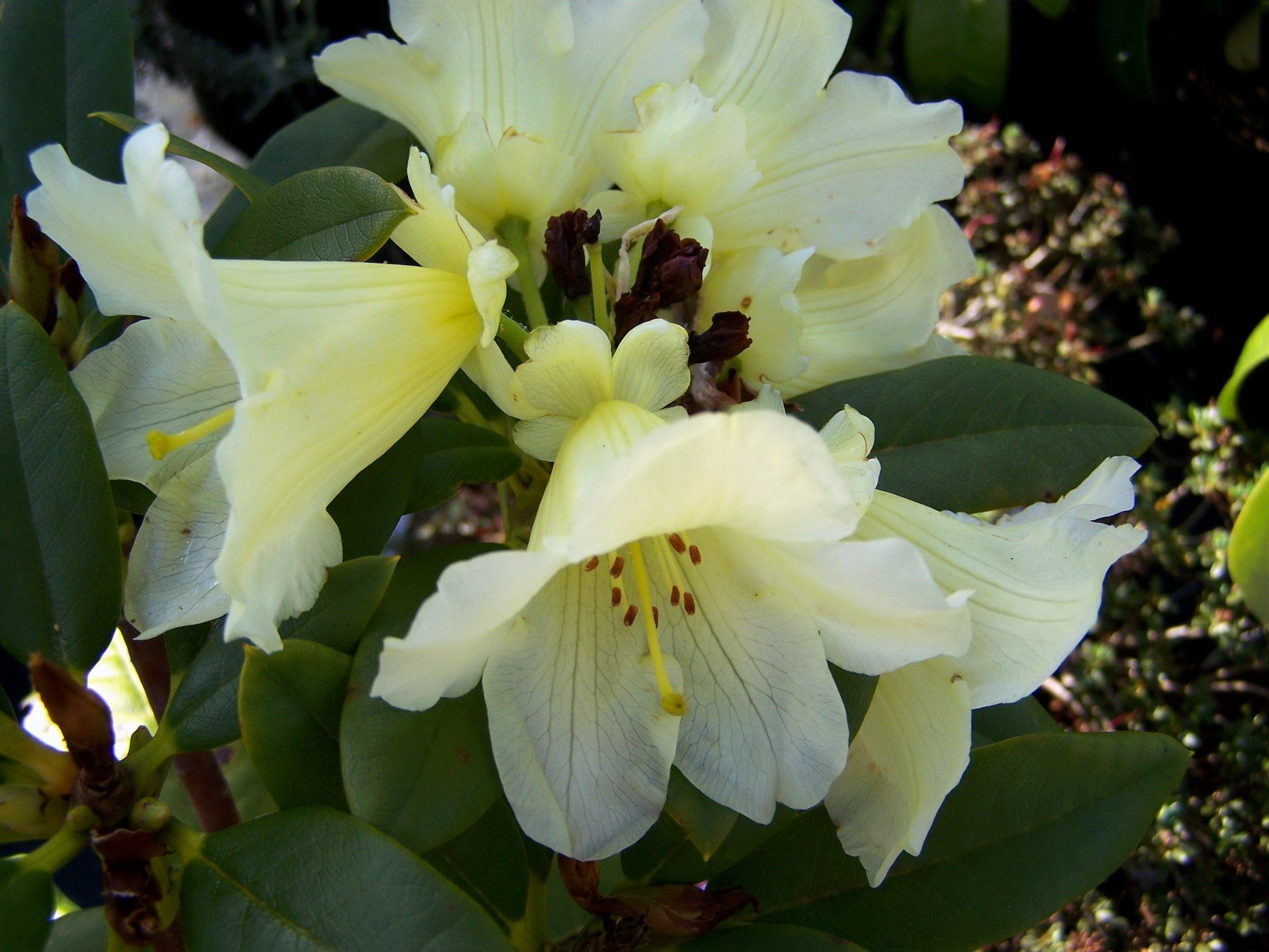Pale yellow Rhododendron flowers with green leaves HD Wallpaper