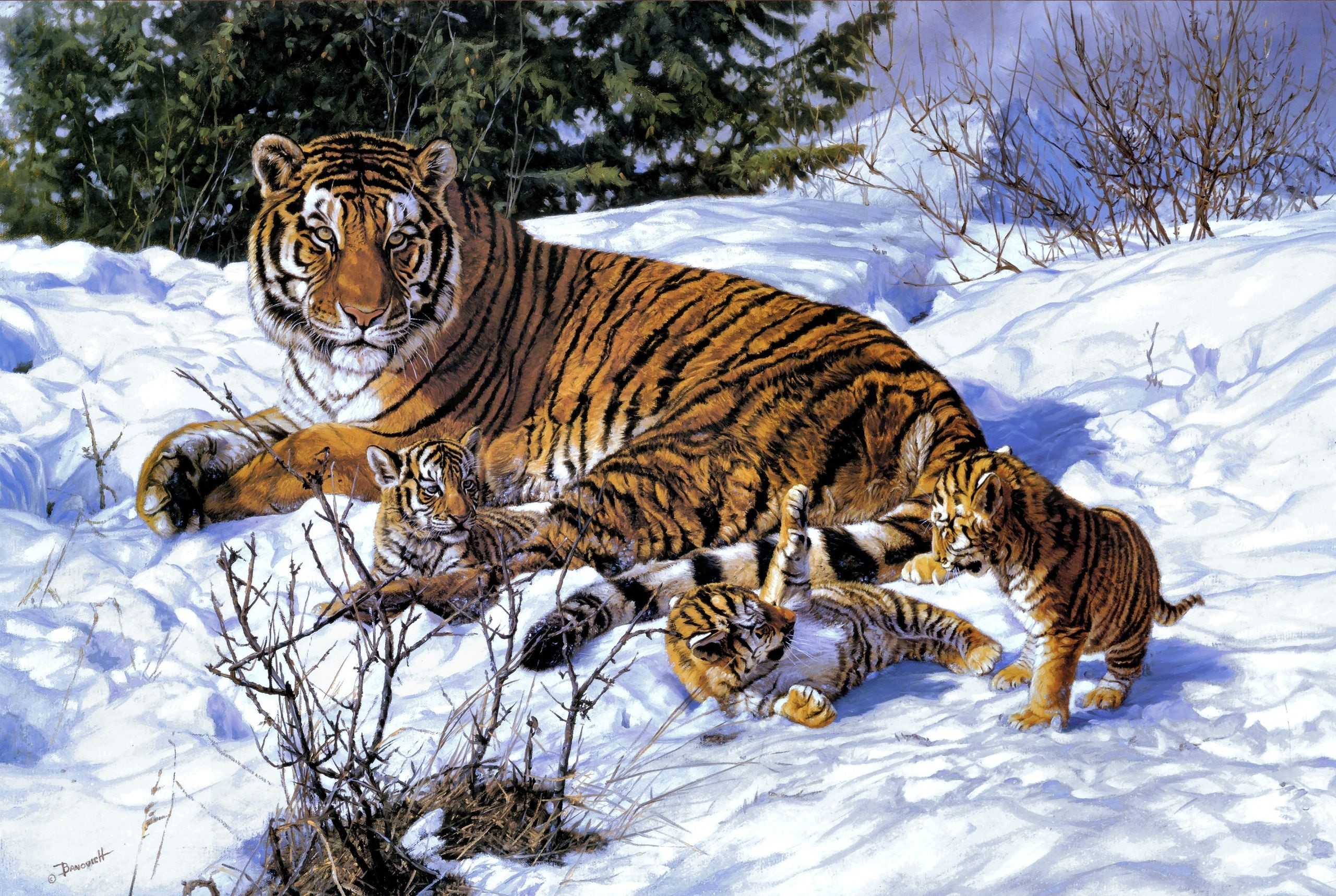 Tigers and cubs in the snow HD Wallpaper