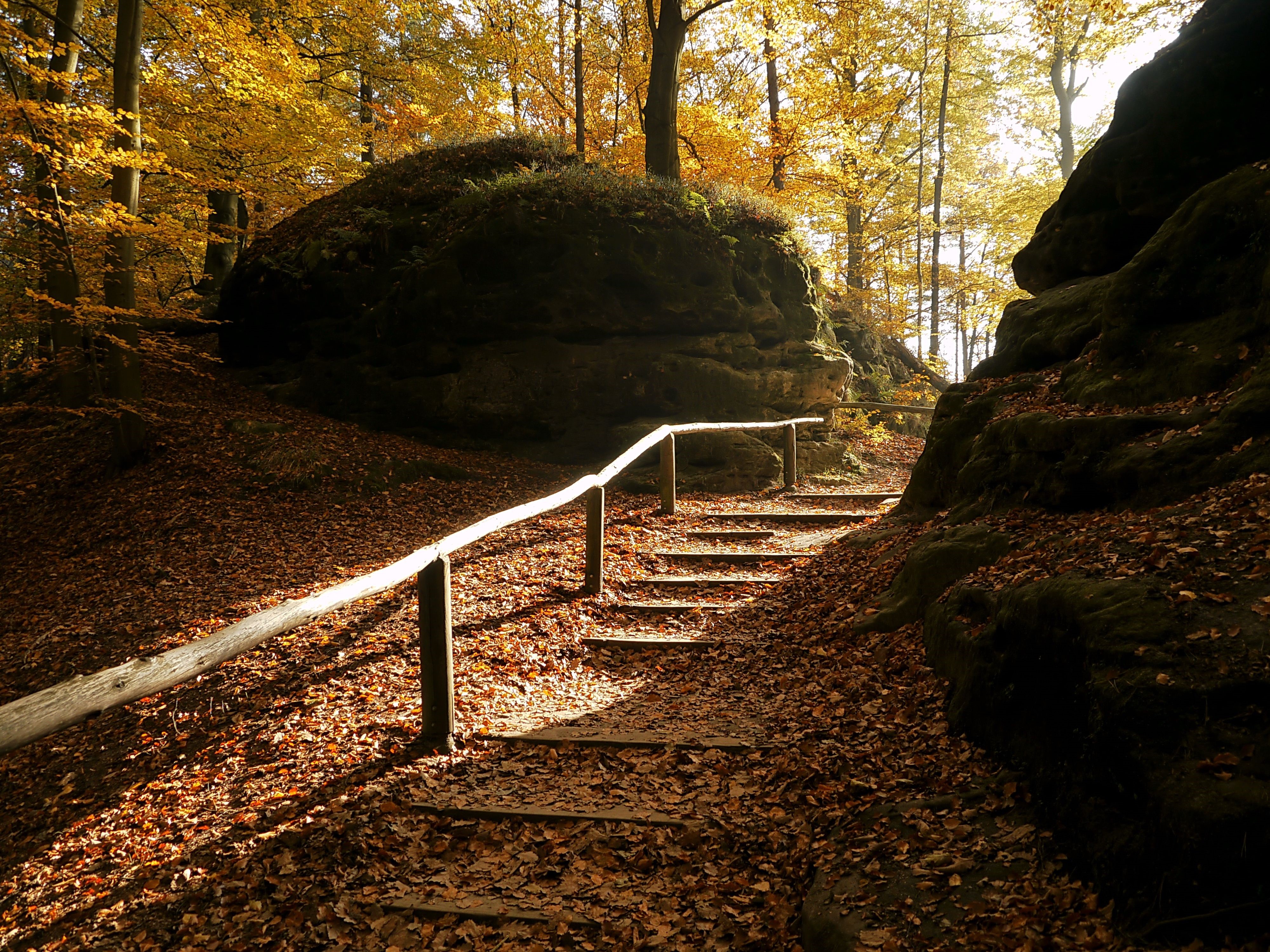 Autumn forest path with wooden handrail and stairs HD Wallpaper