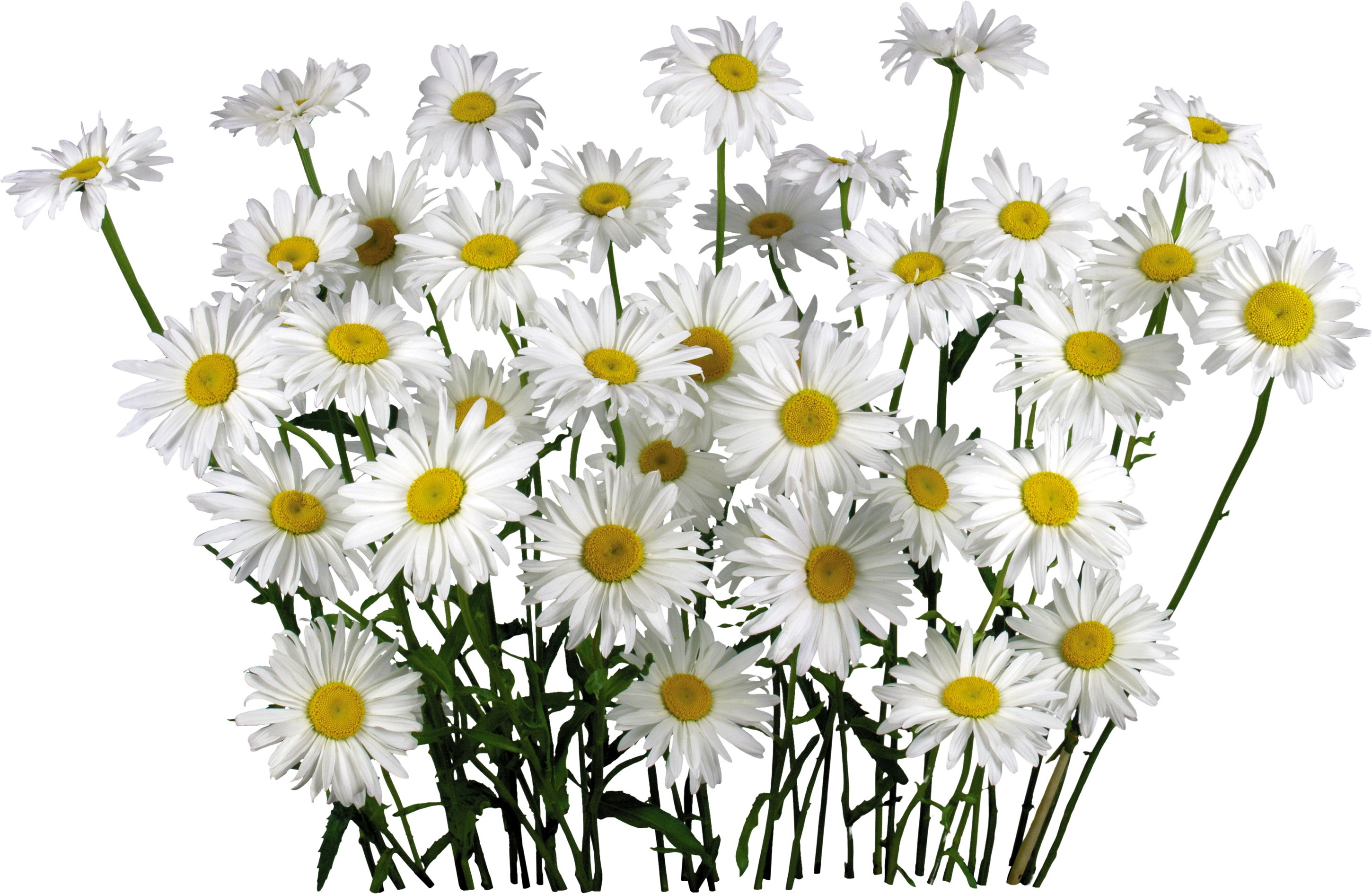 Bouquet of white daisies with yellow centers HD Wallpaper