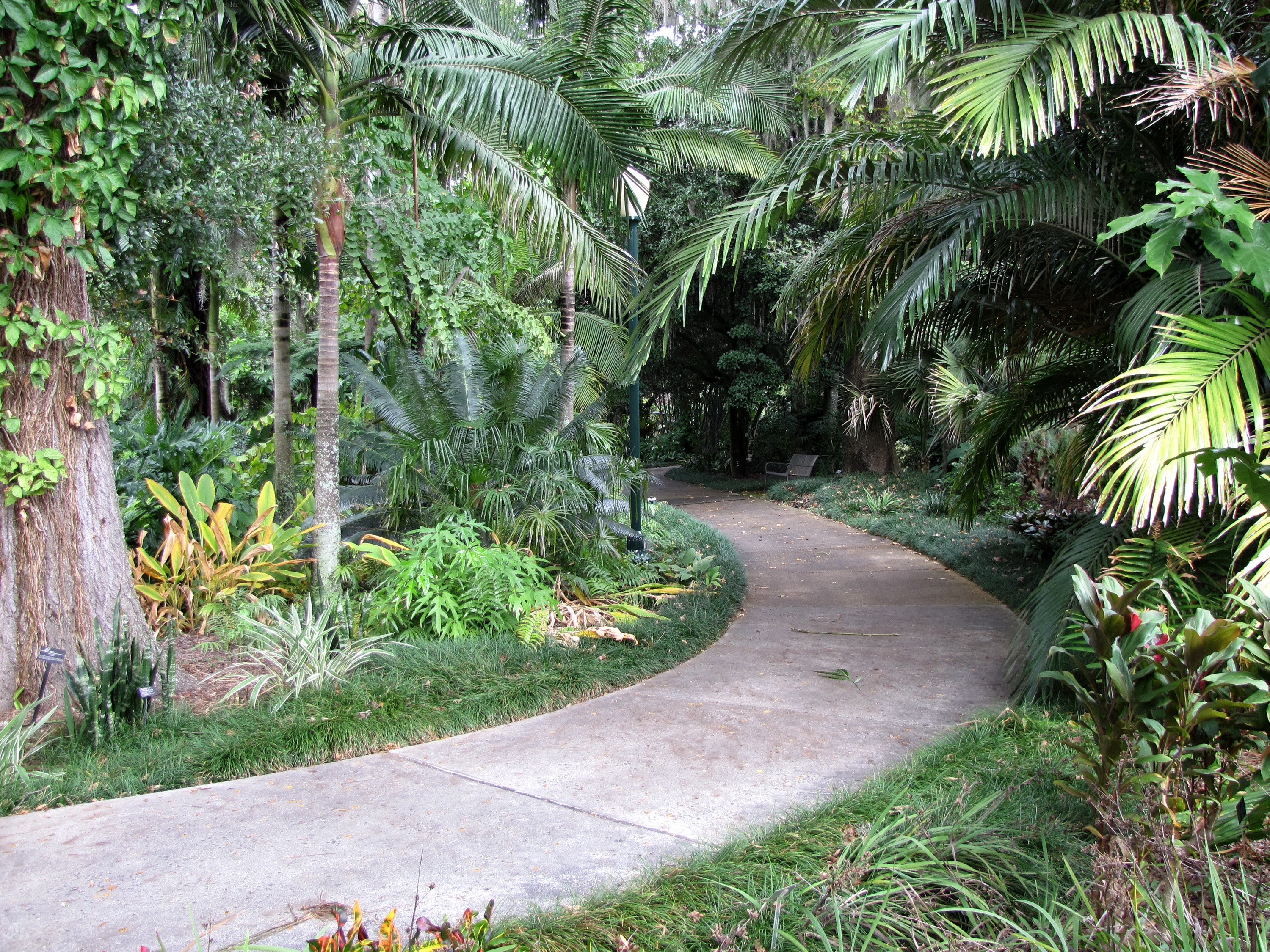 Garden path through a tropical jungle in Orlando, Florida HD Wallpaper