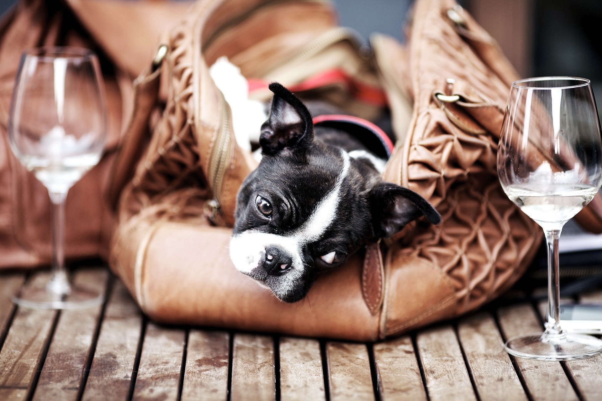 Boston Terrier puppy in a leather bag with wine glasses HD Wallpaper