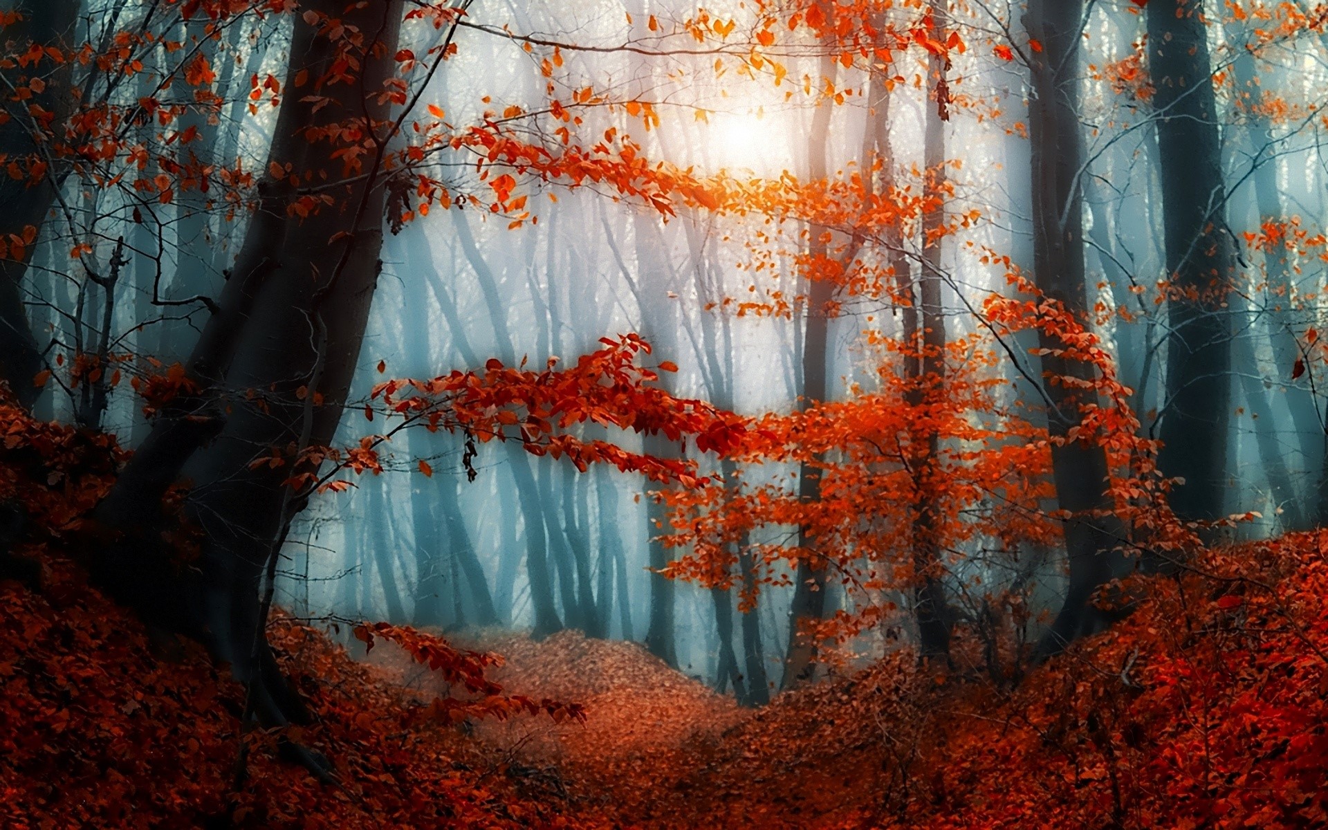 Autumn forest with orange leaves and fog HD Wallpaper