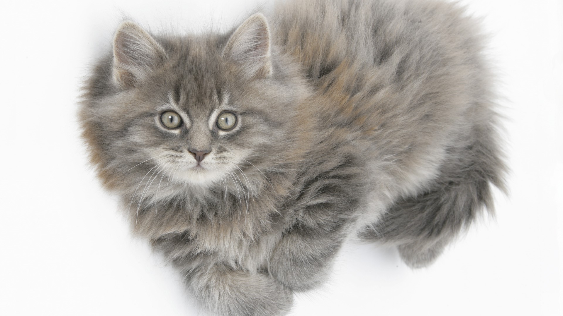 Fluffy grey kitten with green eyes HD Wallpaper