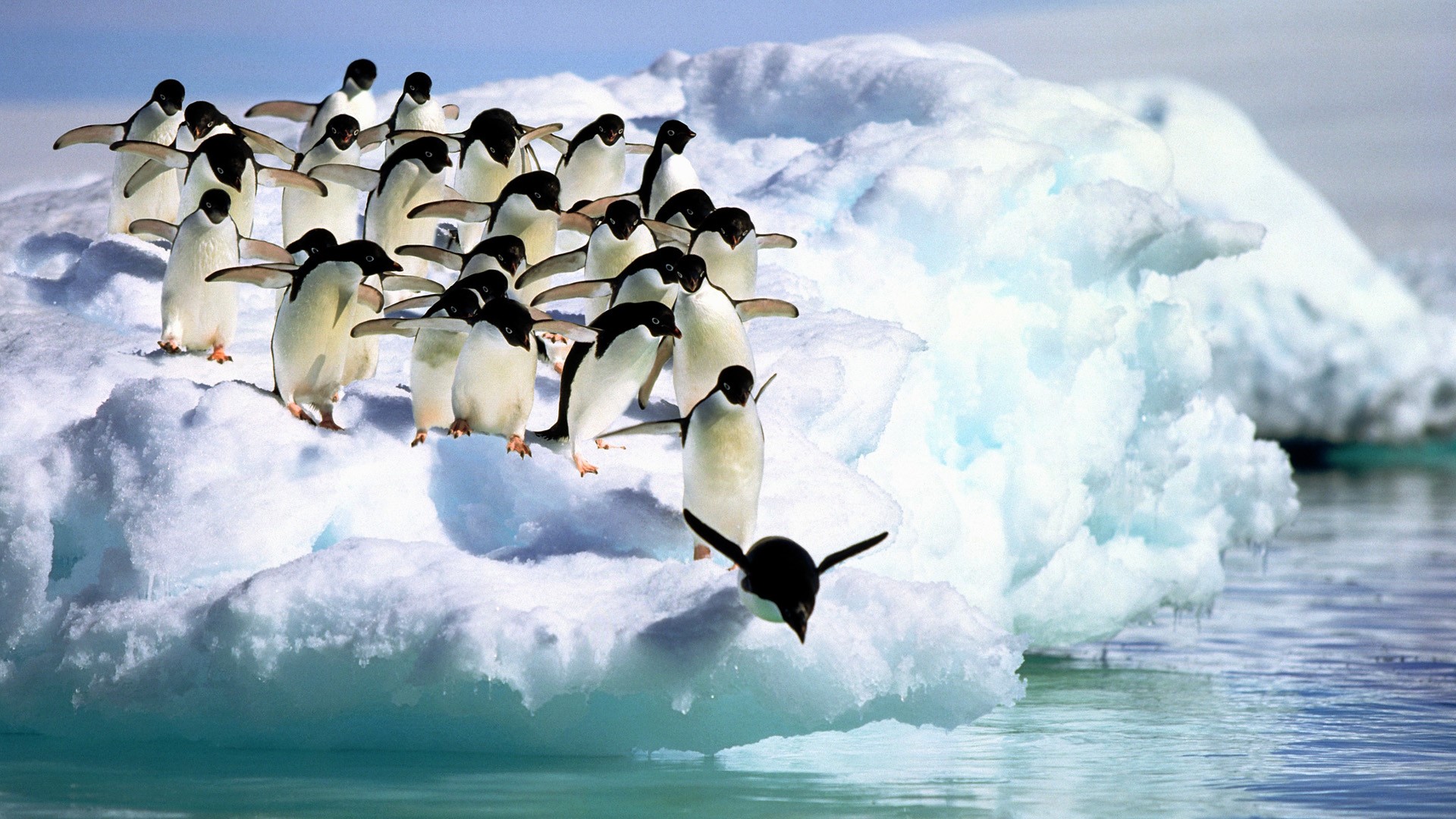 Adelie Penguins on Iceberg in Antarctica HD Wallpaper