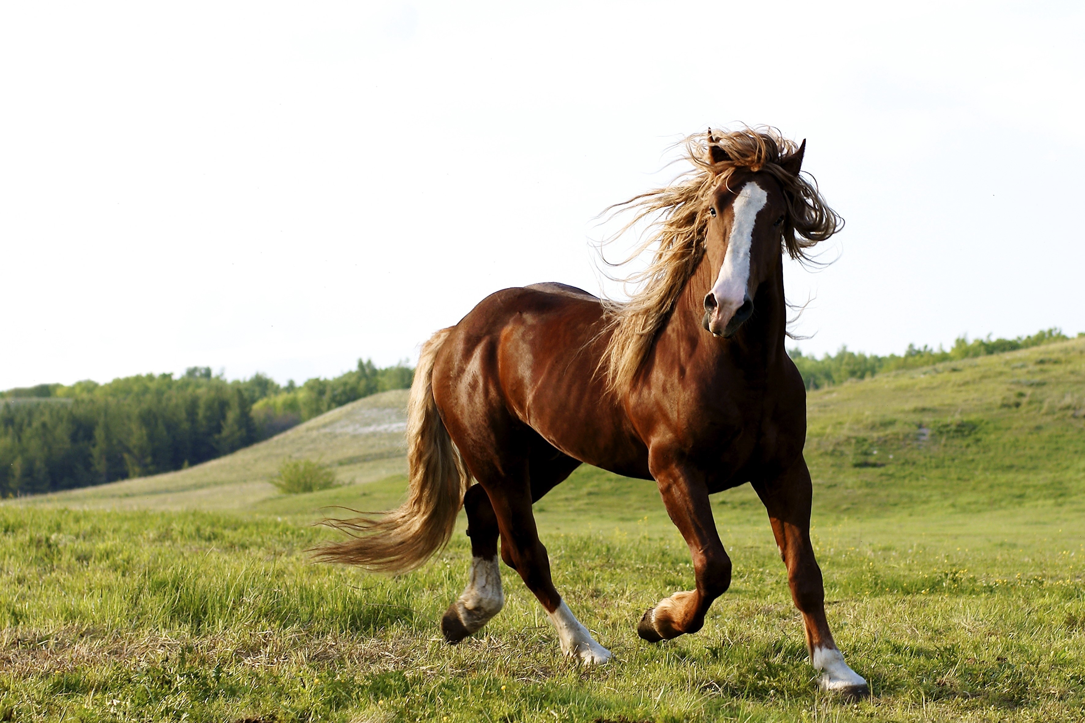 Brown horse running in a grassy field HD Wallpaper