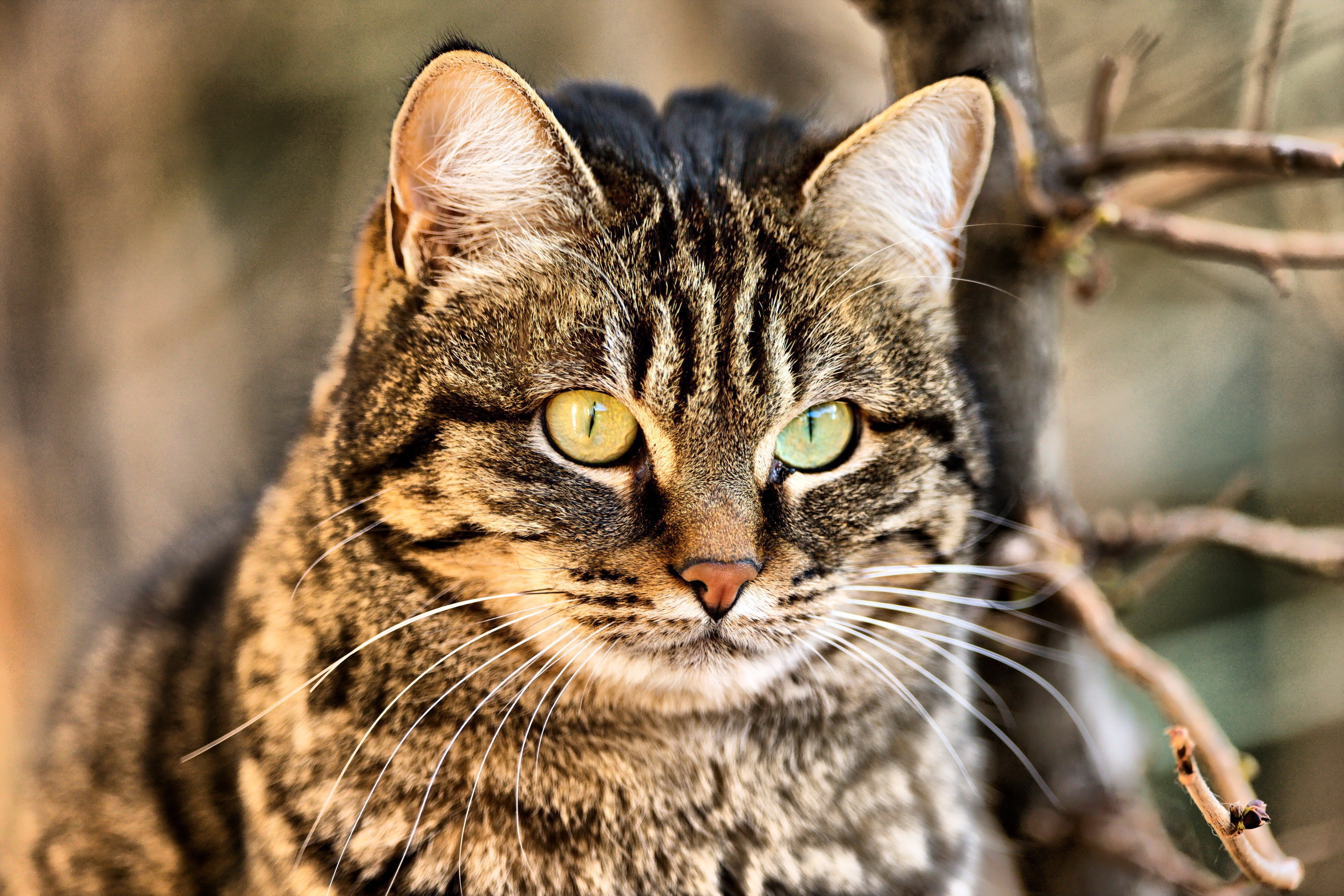 Close-up of a tabby cat's face HD Wallpaper