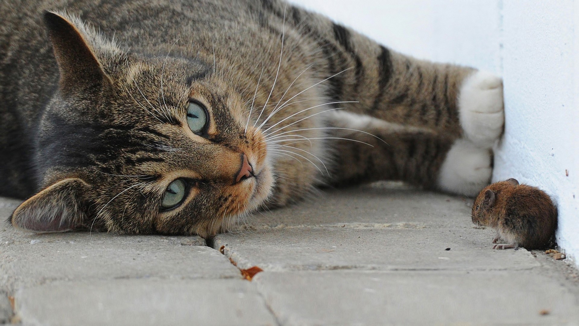 A cat plays with a mouse HD Wallpaper