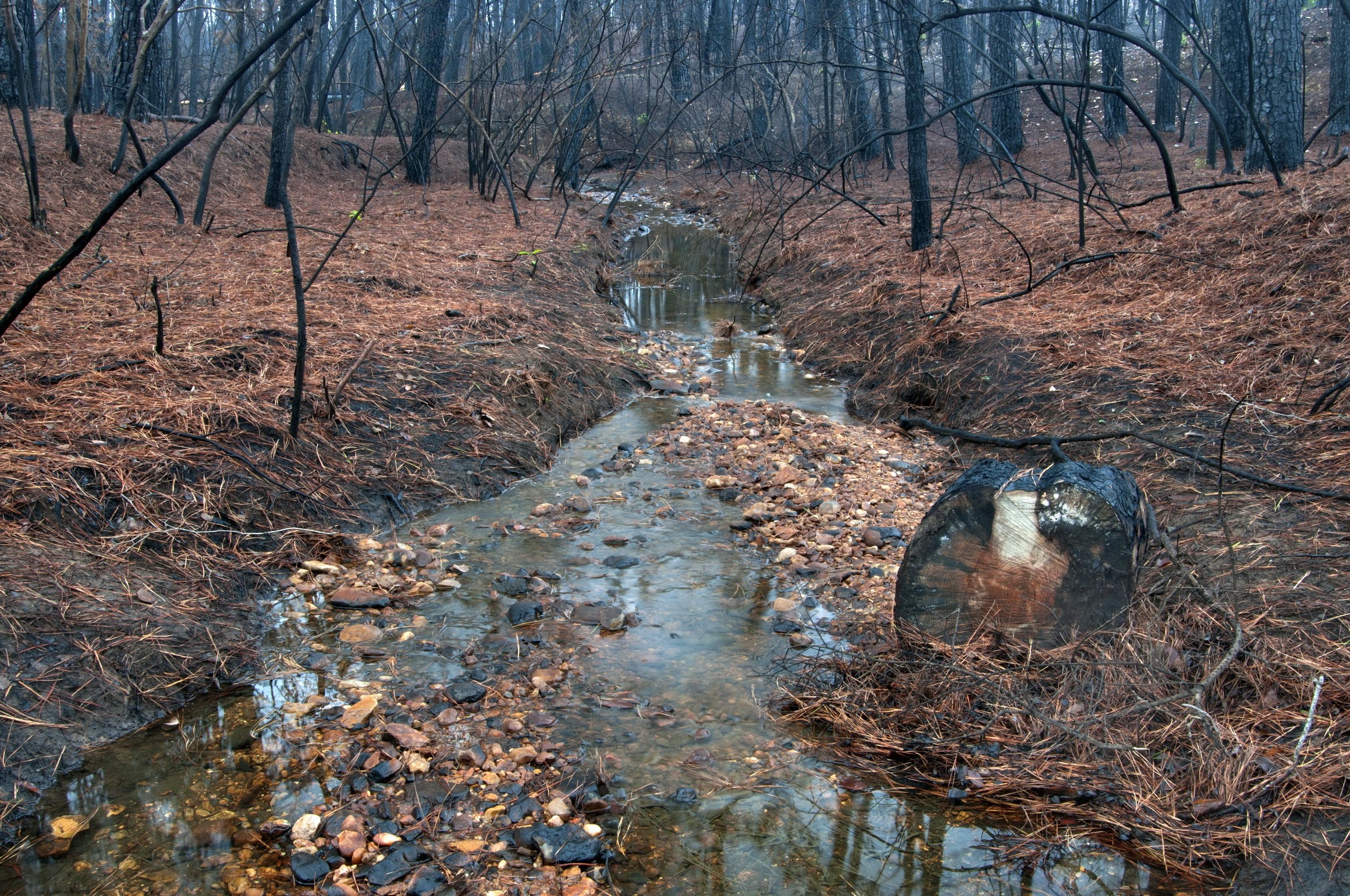 Burned forest with stream in Bastrop State Park HD Wallpaper