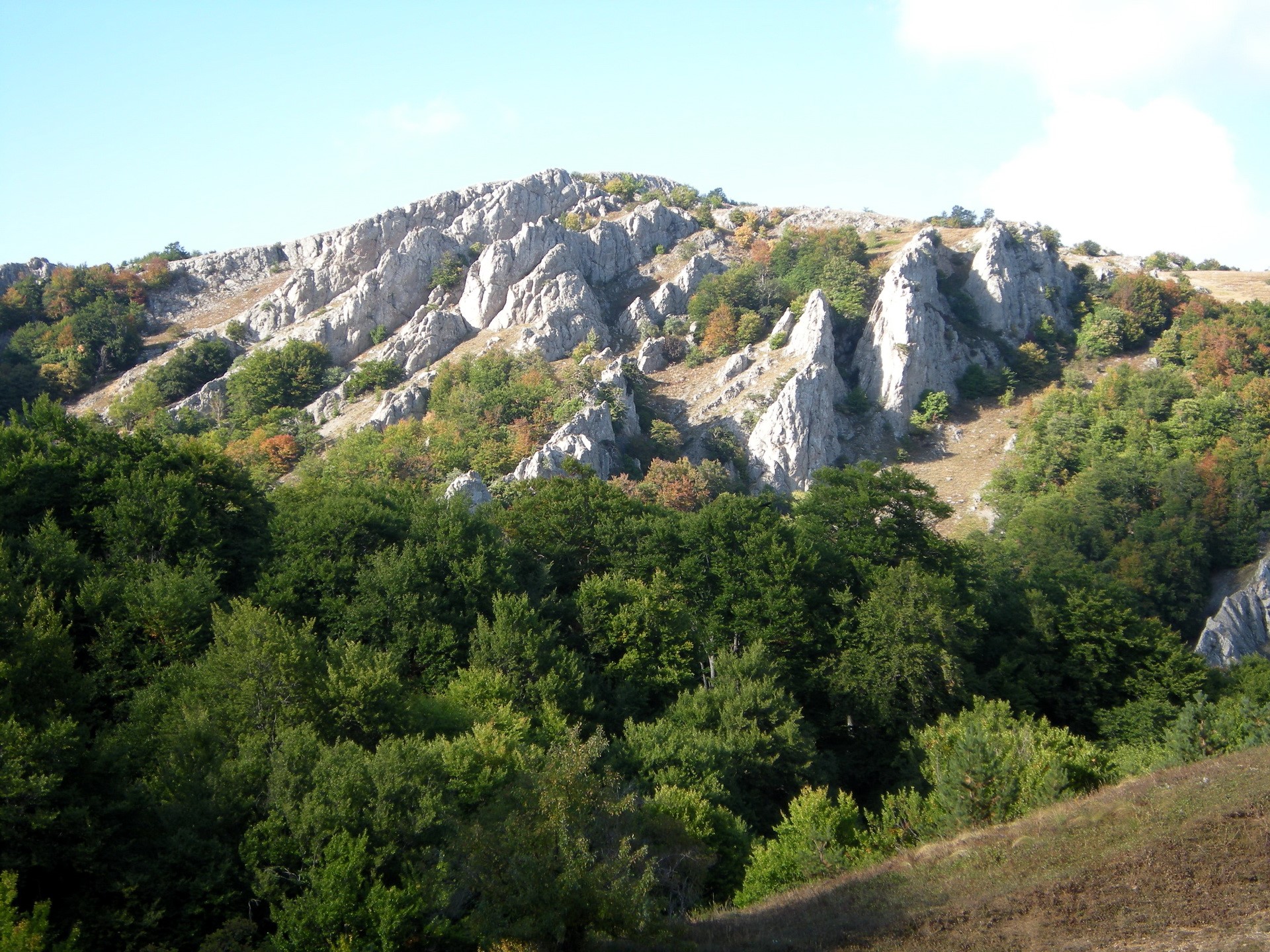 Rocky mountain slope with trees HD Wallpaper