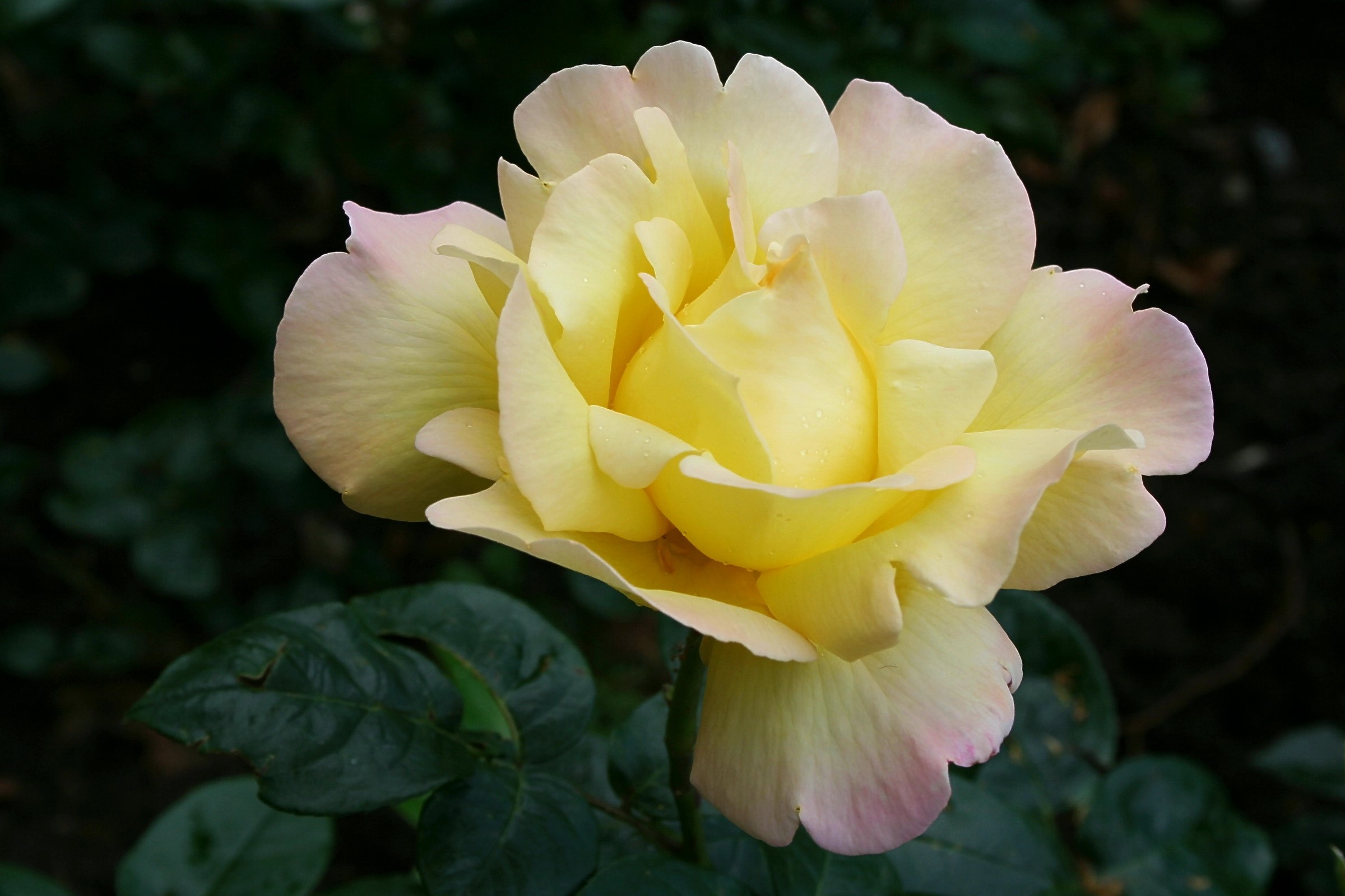 Yellow rose with pink edges and green leaves HD Wallpaper