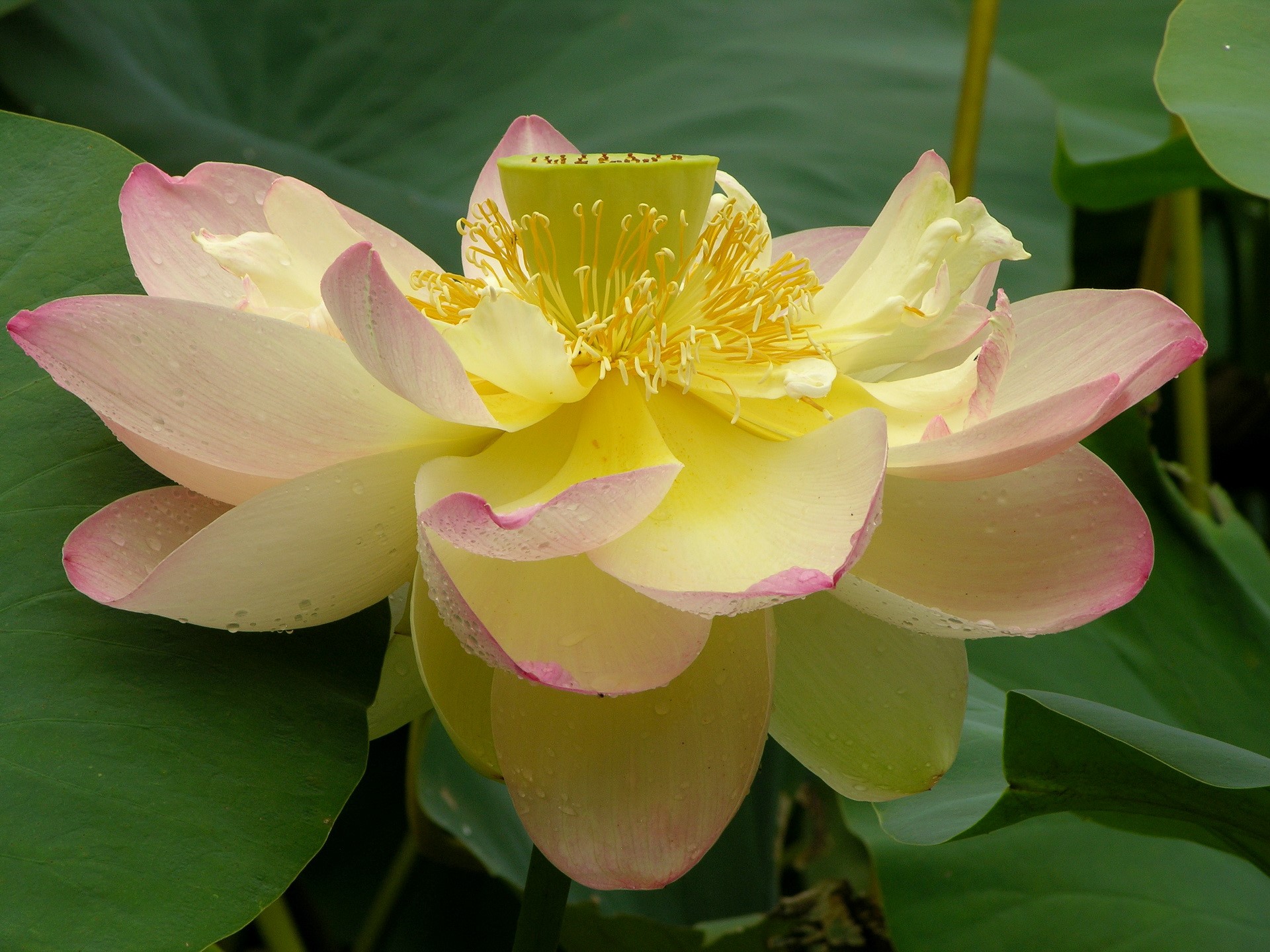 Close-up of a blooming pink and yellow lotus flower HD Wallpaper
