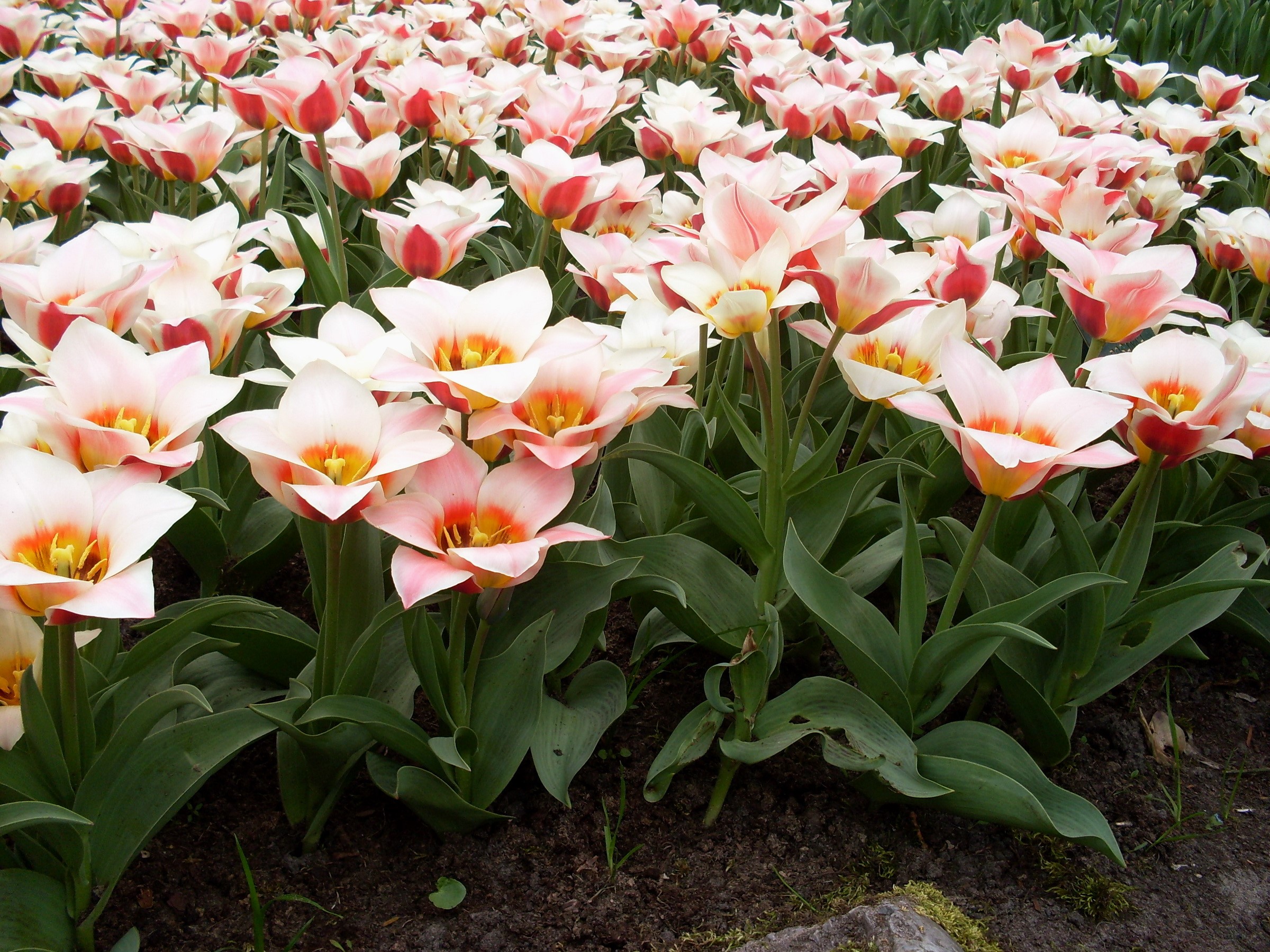 Field of pink and white tulips HD Wallpaper