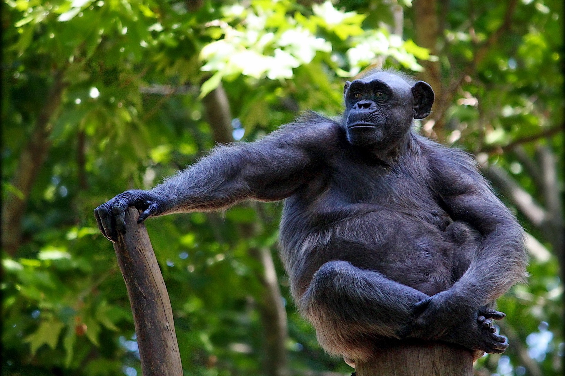 Chimpanzee sitting on a log in a forest HD Wallpaper